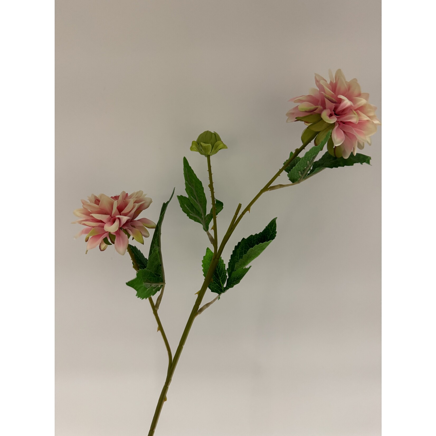 DAHLIA TAK  | LICHT ROZE | 68 CM