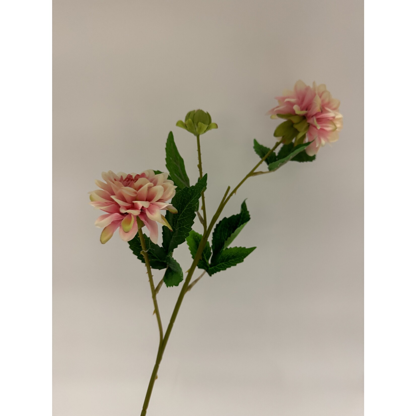 DAHLIA TAK  | LICHT ROZE | 68 CM