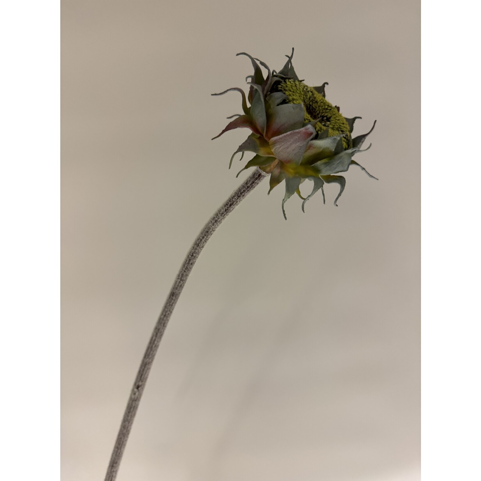 ZONNEBLOEM IN KNOP | GEEL | 60 CM