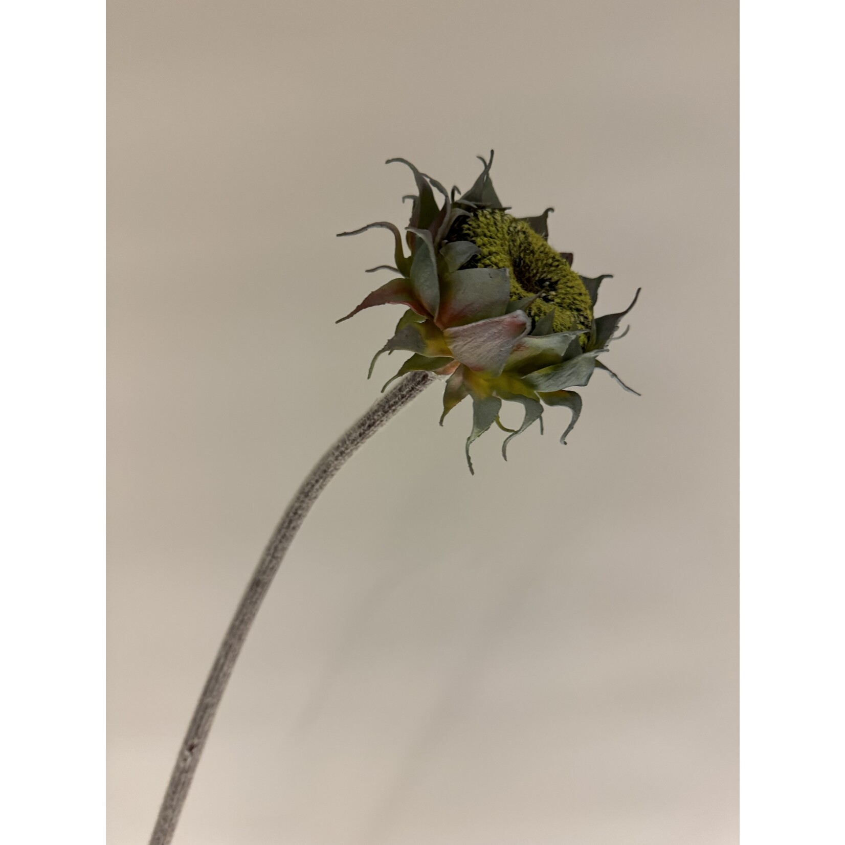 ZONNEBLOEM IN KNOP | GEEL | 60 CM