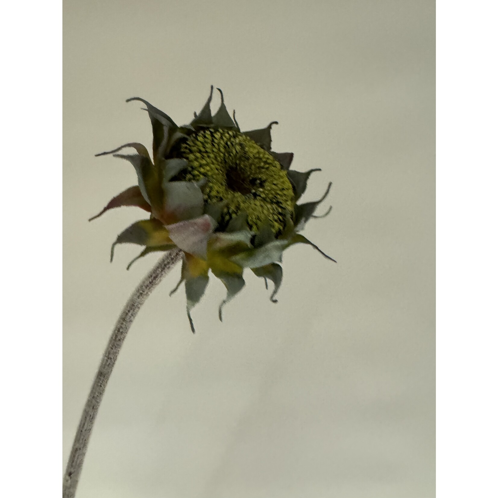 ZONNEBLOEM IN KNOP | GEEL | 60 CM