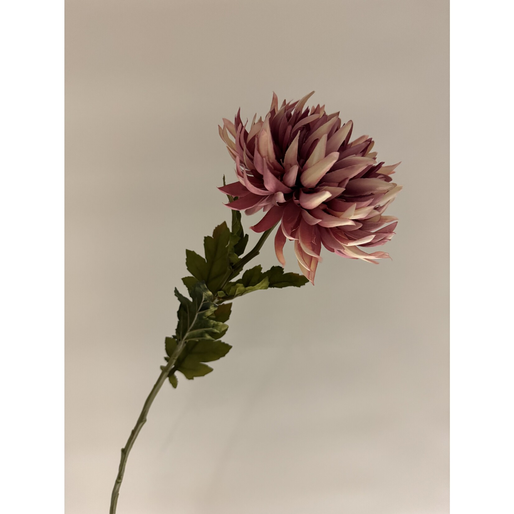 CHRYSANT SPIDER | ROZE MAUVE | 62 CM