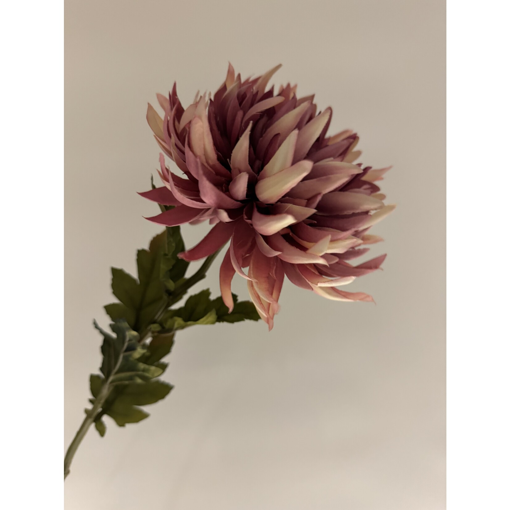 CHRYSANT SPIDER | ROZE MAUVE | 62 CM