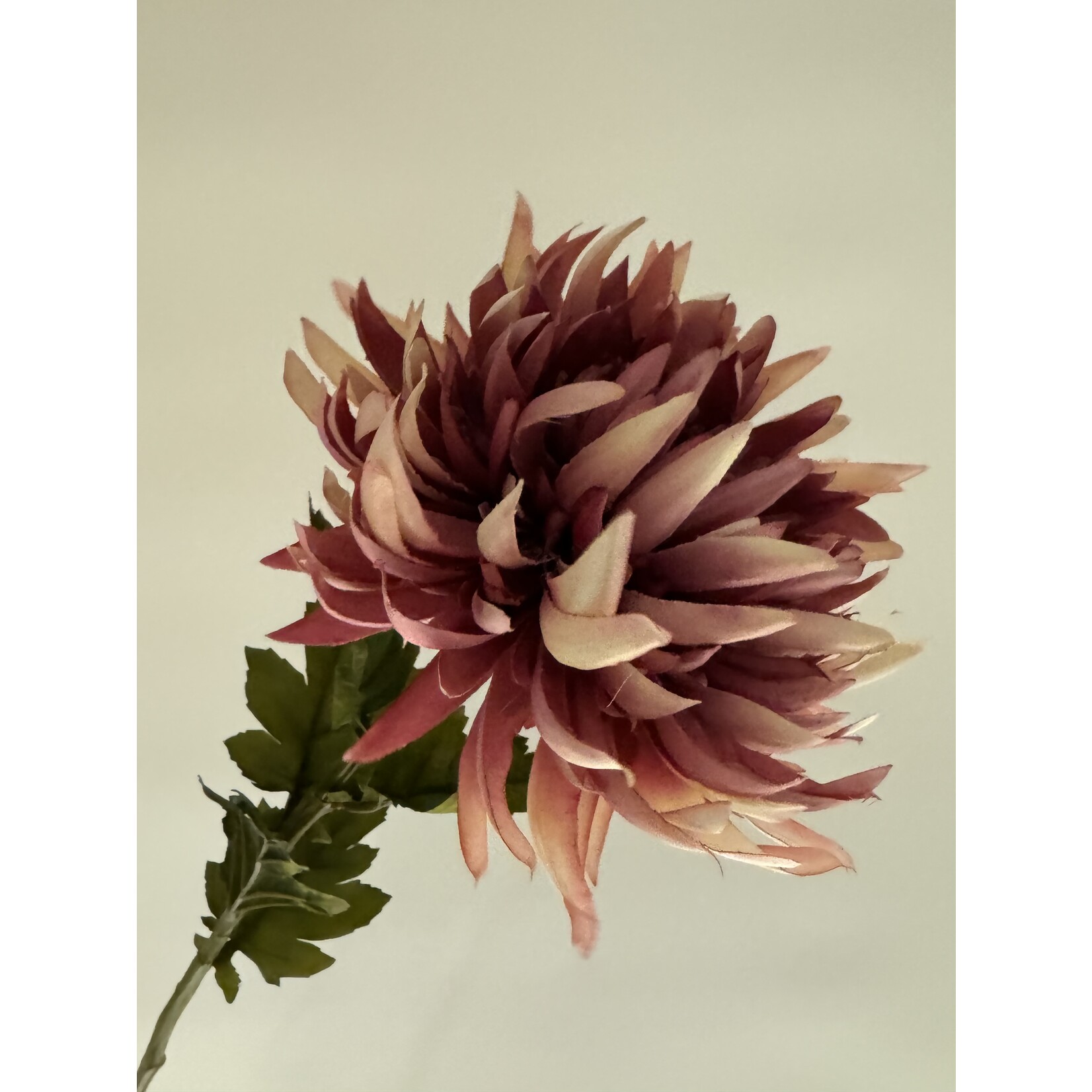 CHRYSANT SPIDER | ROZE MAUVE | 62 CM