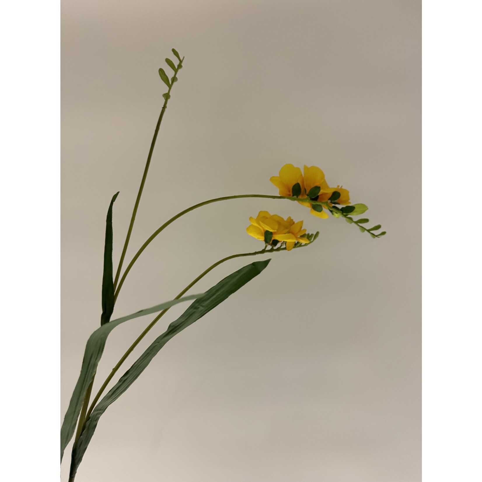 FREESIA DOUBLE | YELLOW | 88 CM