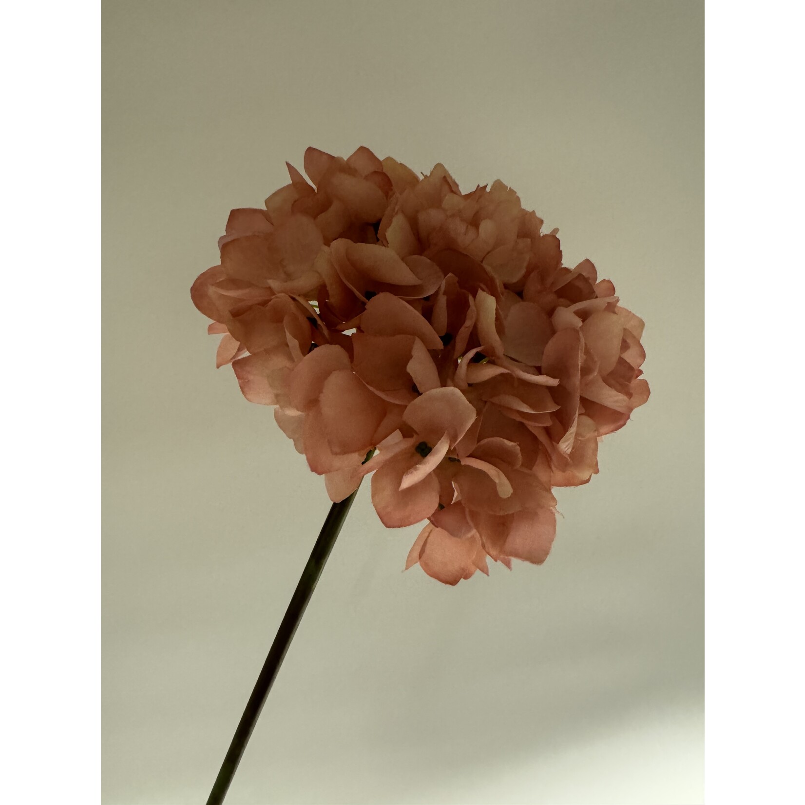 HYDRANGEA | SOFT  PINK| 50 CM