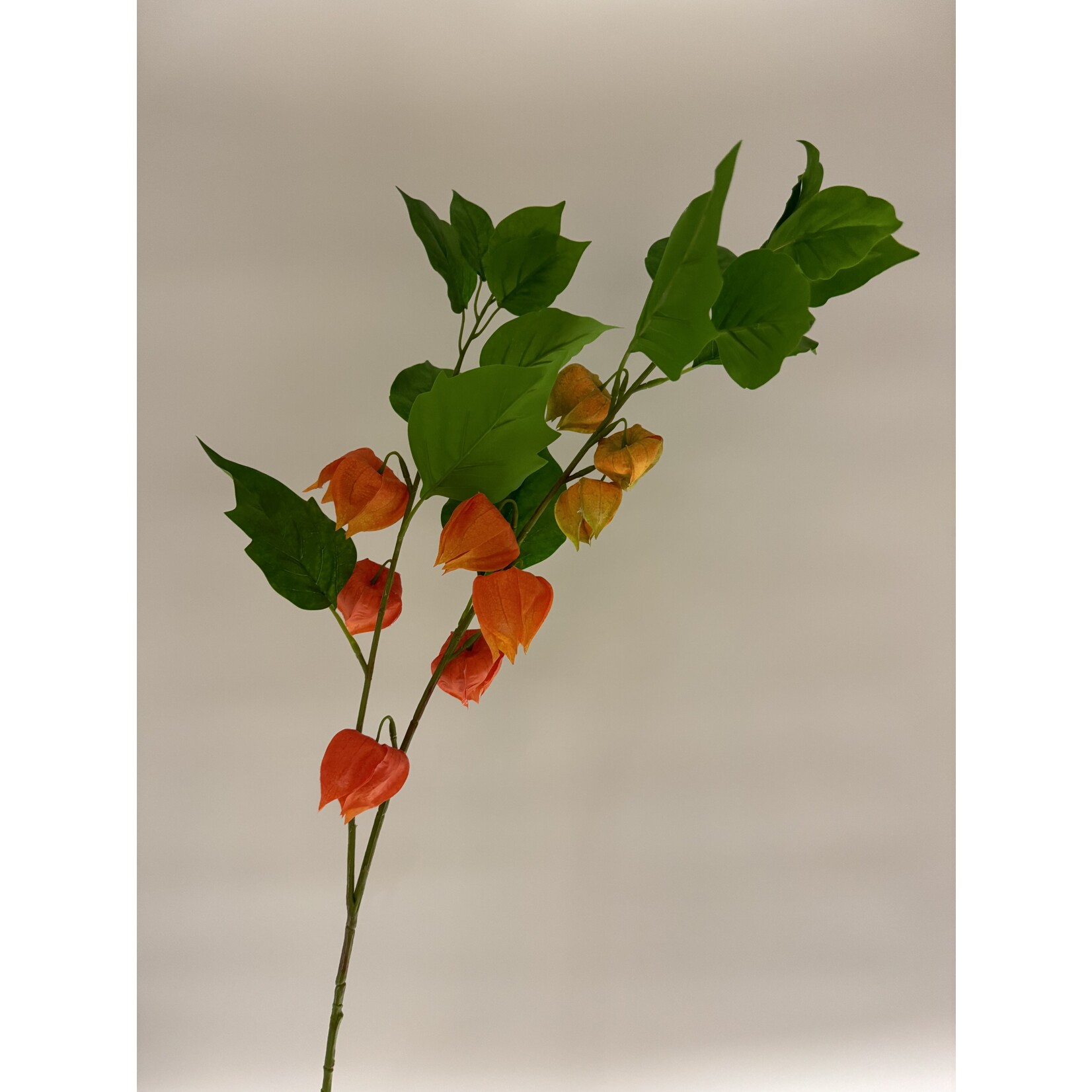 PHYSALIS BRANCH FRANCHETII | ORANGE | 80 CM