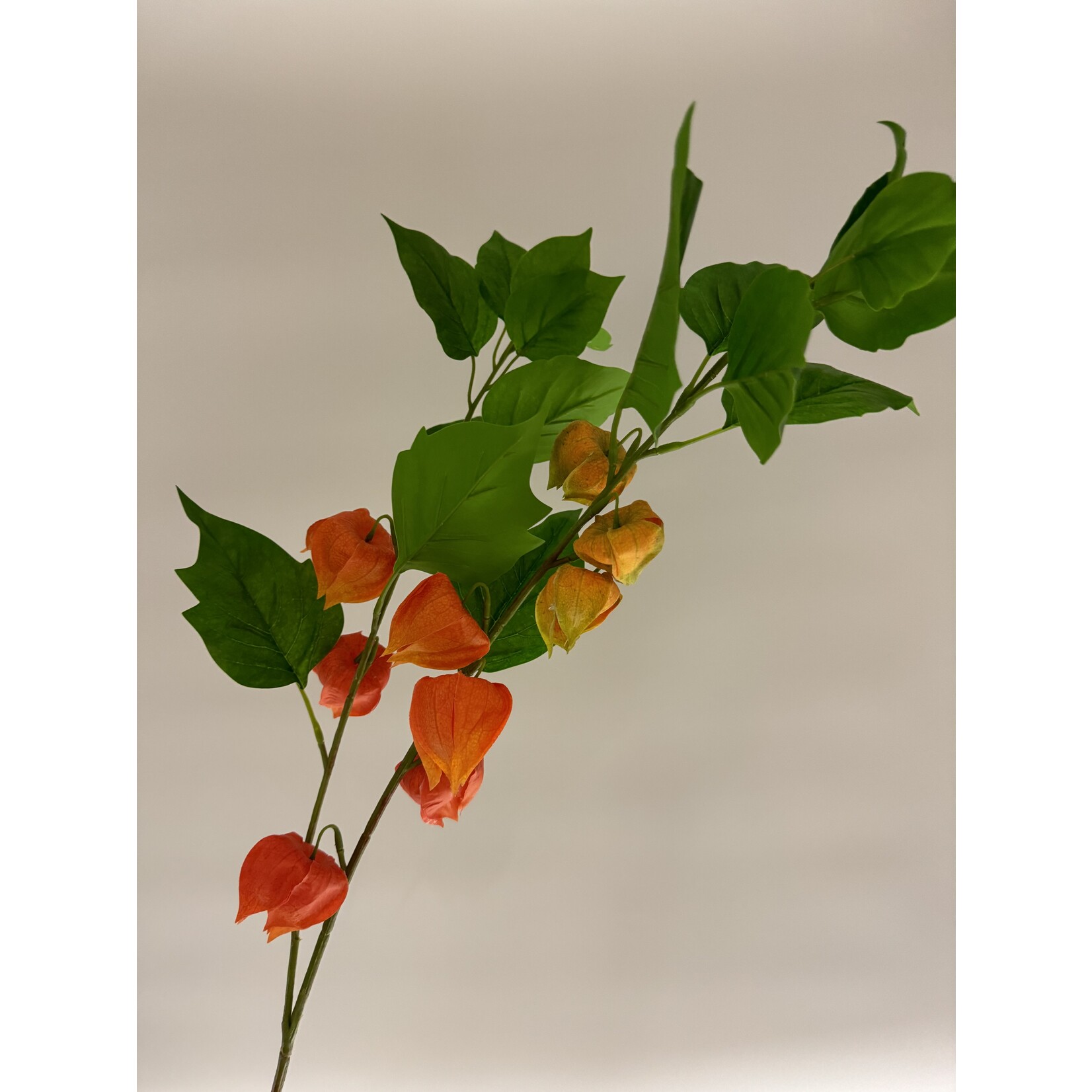 PHYSALIS BRANCH FRANCHETII | ORANGE | 80 CM