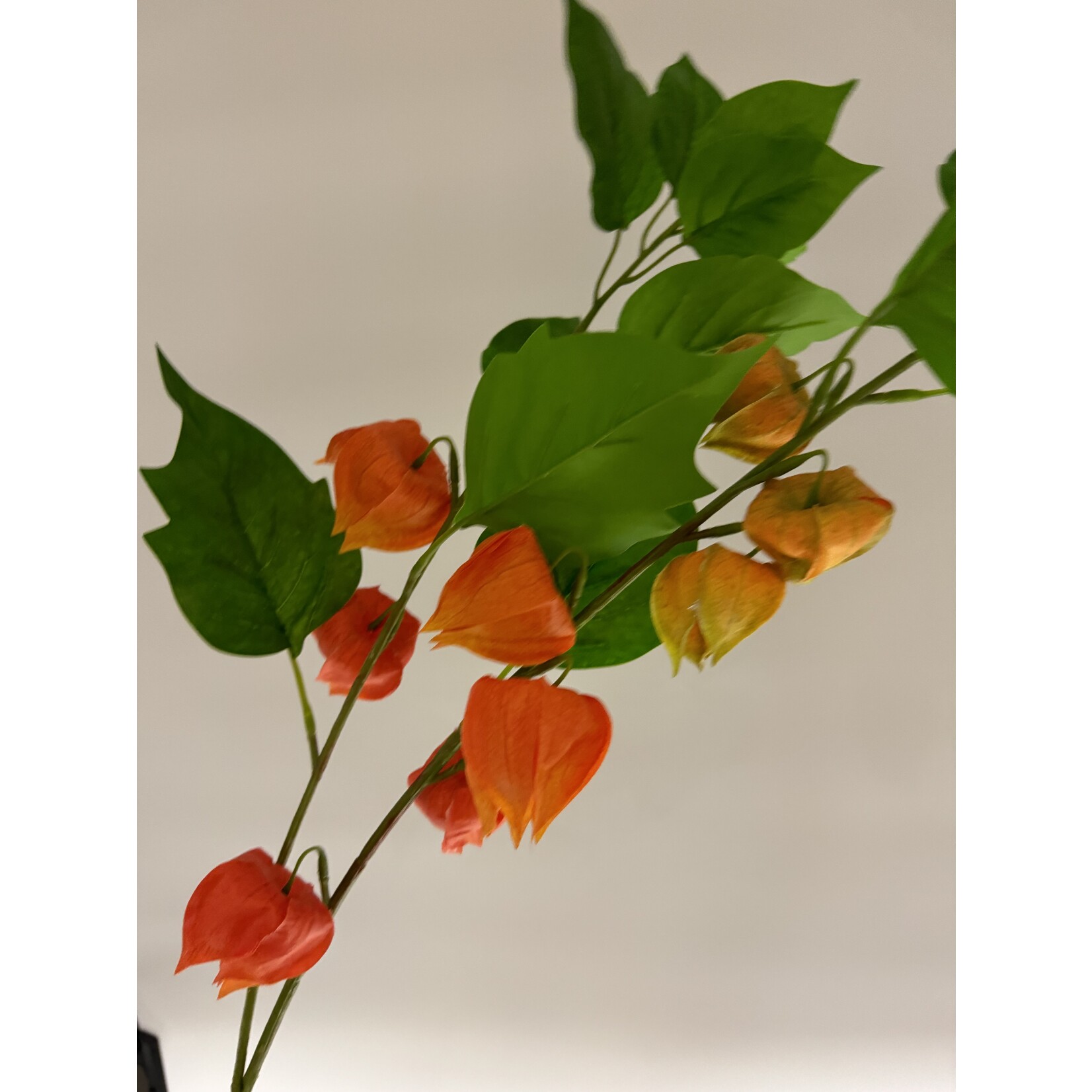 PHYSALIS BRANCH FRANCHETII | ORANGE | 80 CM