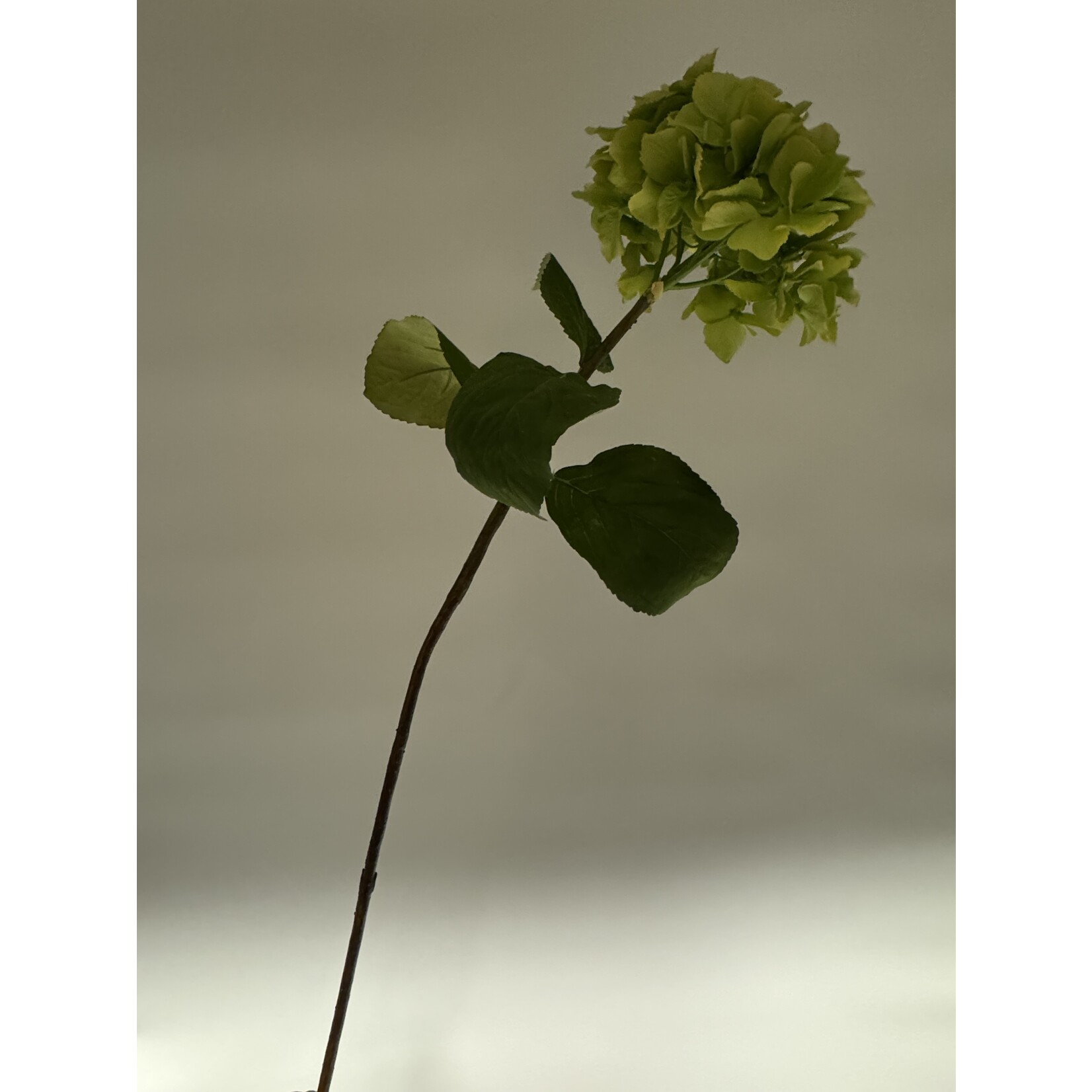 HORTENSIA VIBRANT VERDE | GROEN | 80 CM