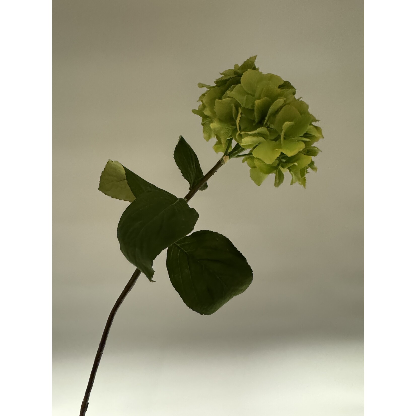 HORTENSIA VIBRANT VERDE | GROEN | 80 CM