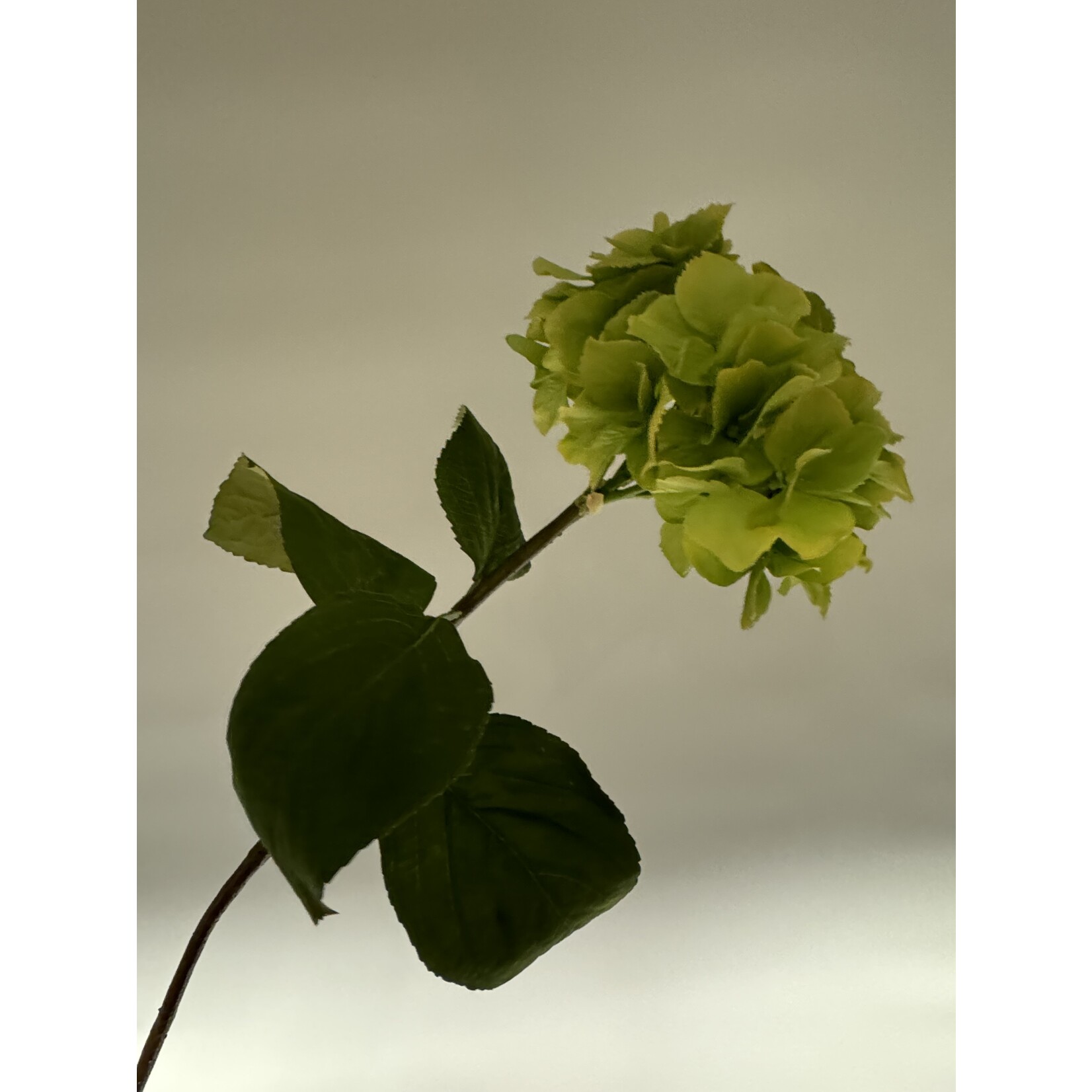 HORTENSIA VIBRANT VERDE | GROEN | 80 CM