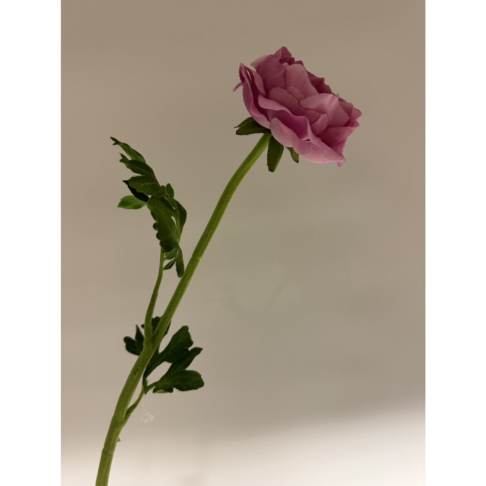 RANUNCULUS | FUCHSIA | 46 CM
