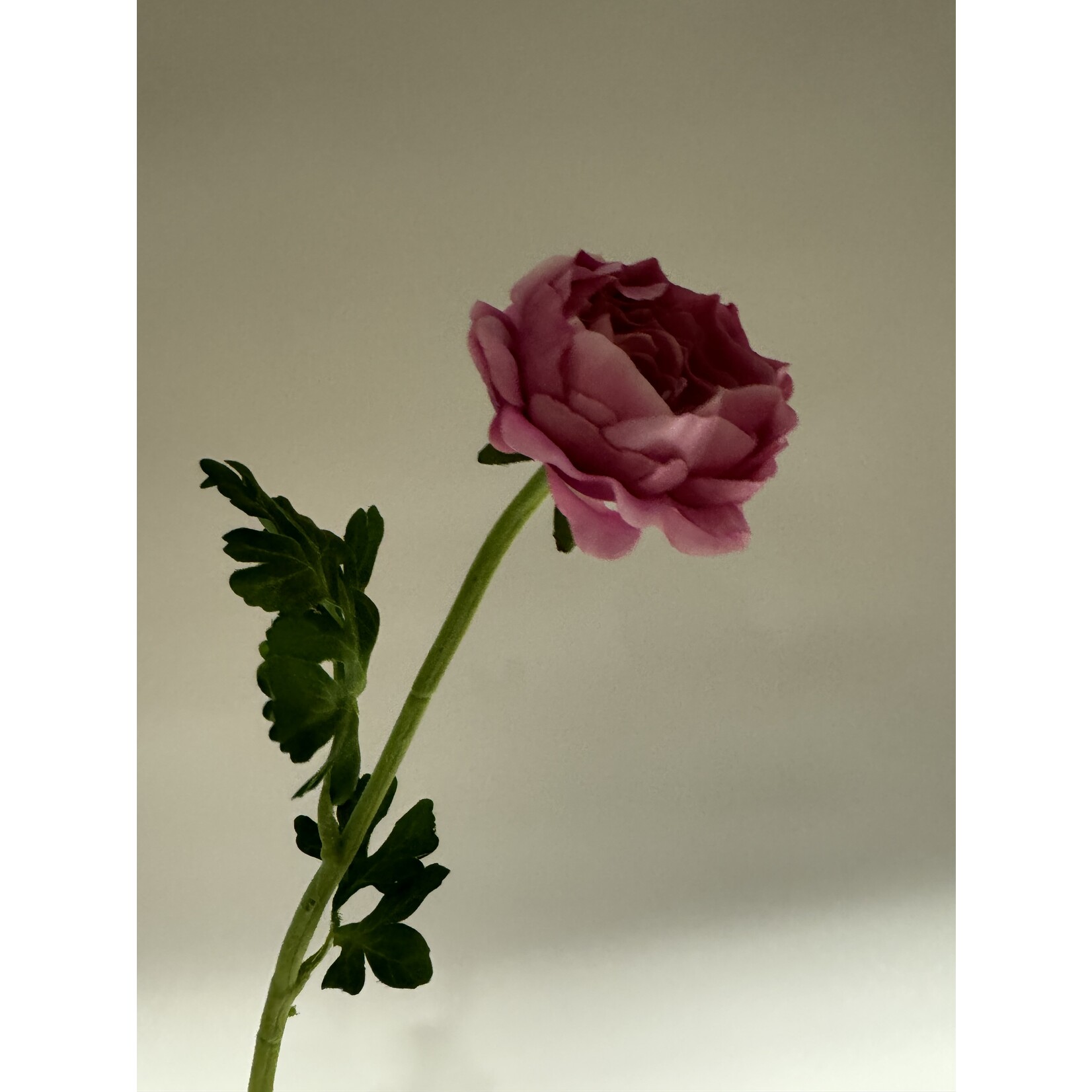 RANUNCULUS | FUCHSIA | 46 CM
