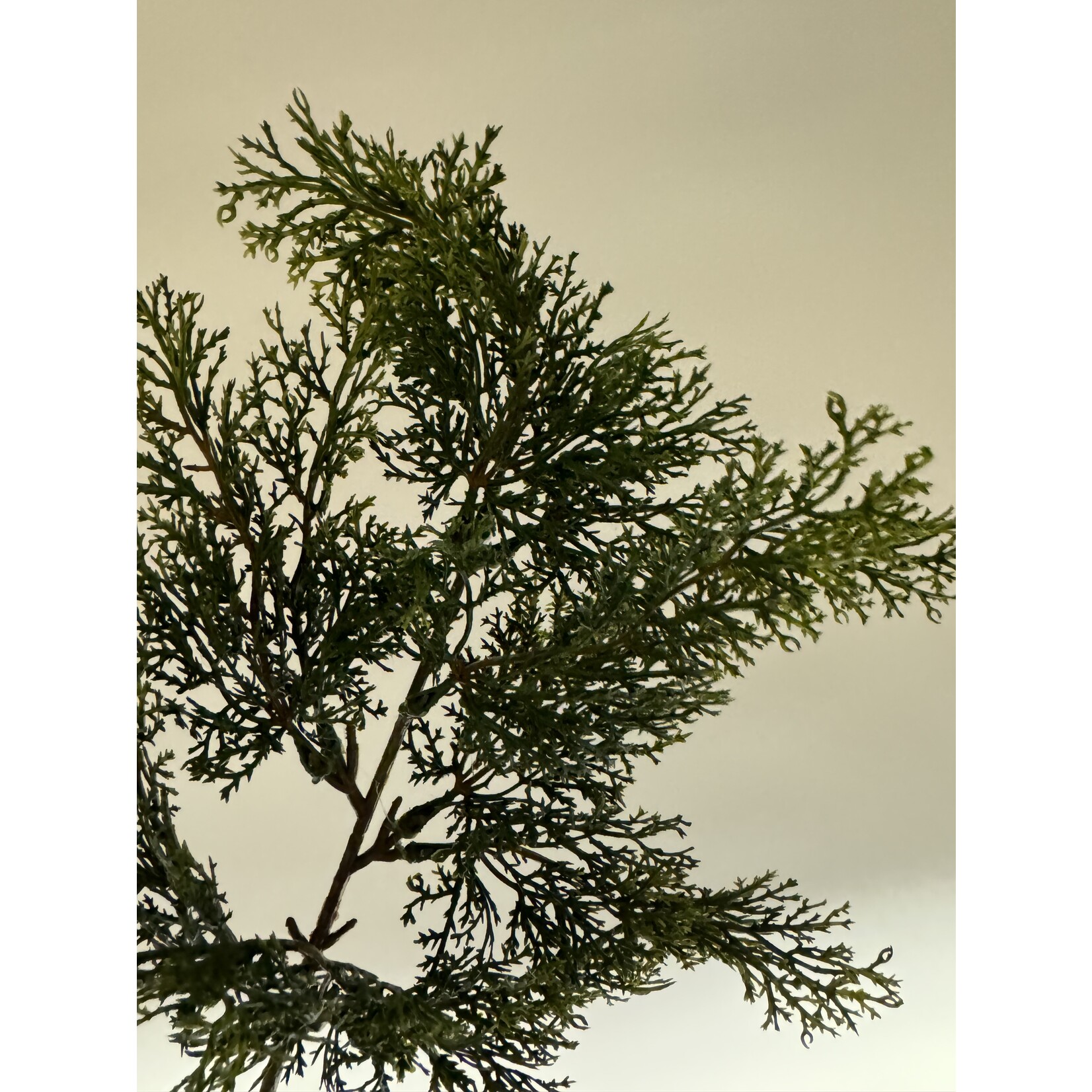 PINECONE BRANCH | GREEN | 52 CM
