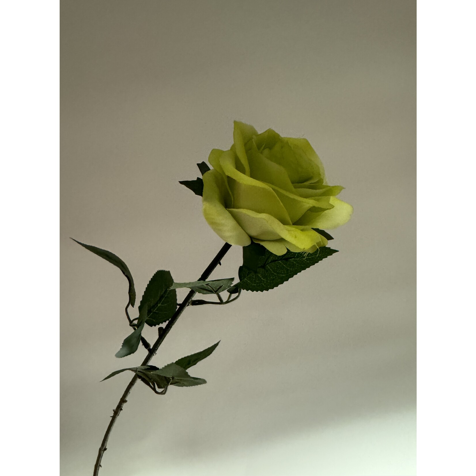 ROOS CAMOUFLAGE | GROEN | 66 CM