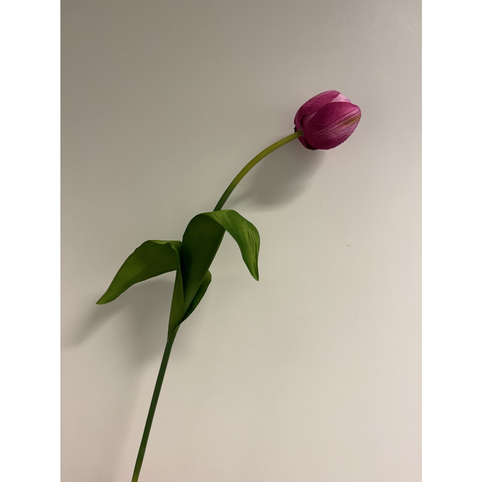 TULIP NEGRITA |  HOT PINK  | 54 CM