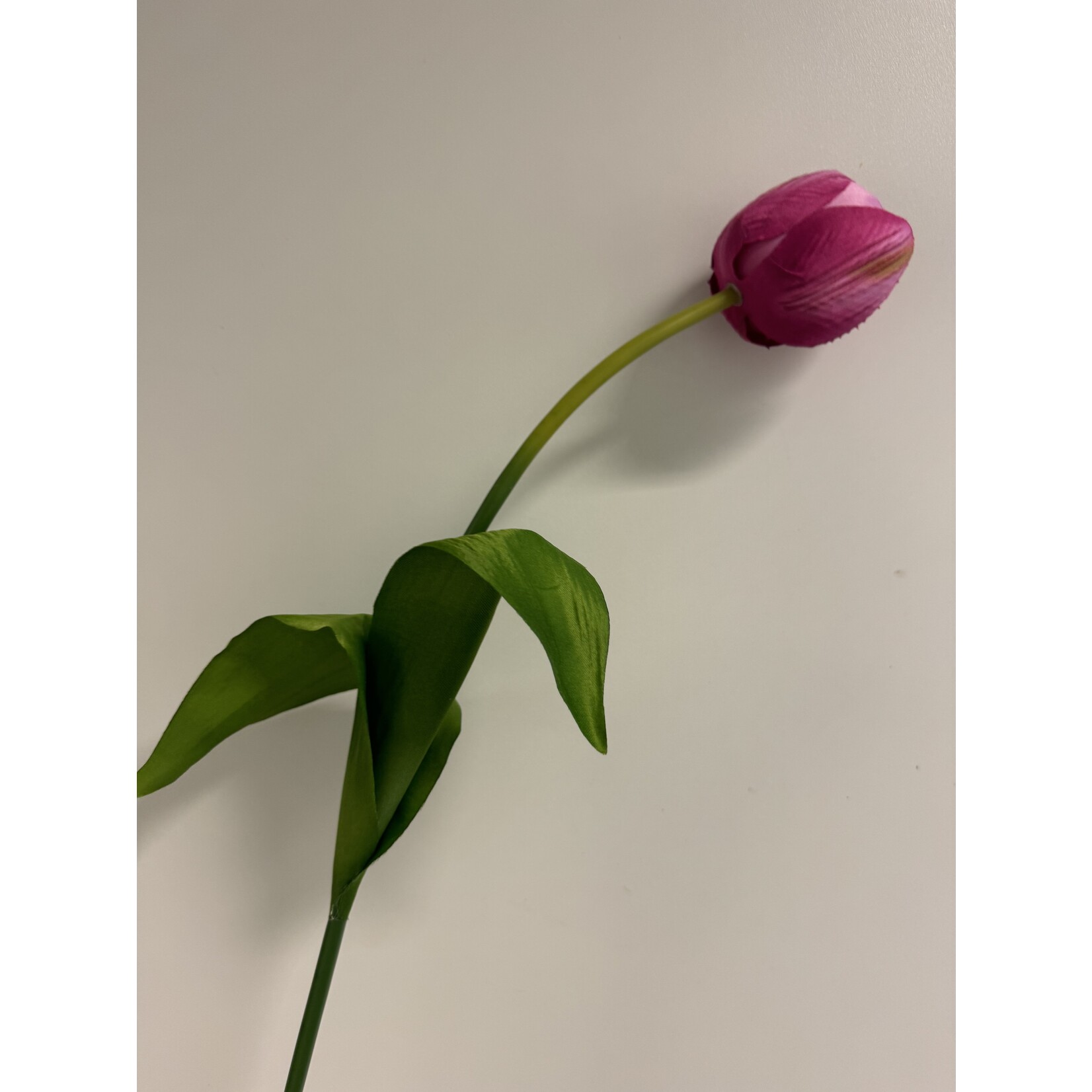 TULIP NEGRITA |  HOT PINK  | 54 CM