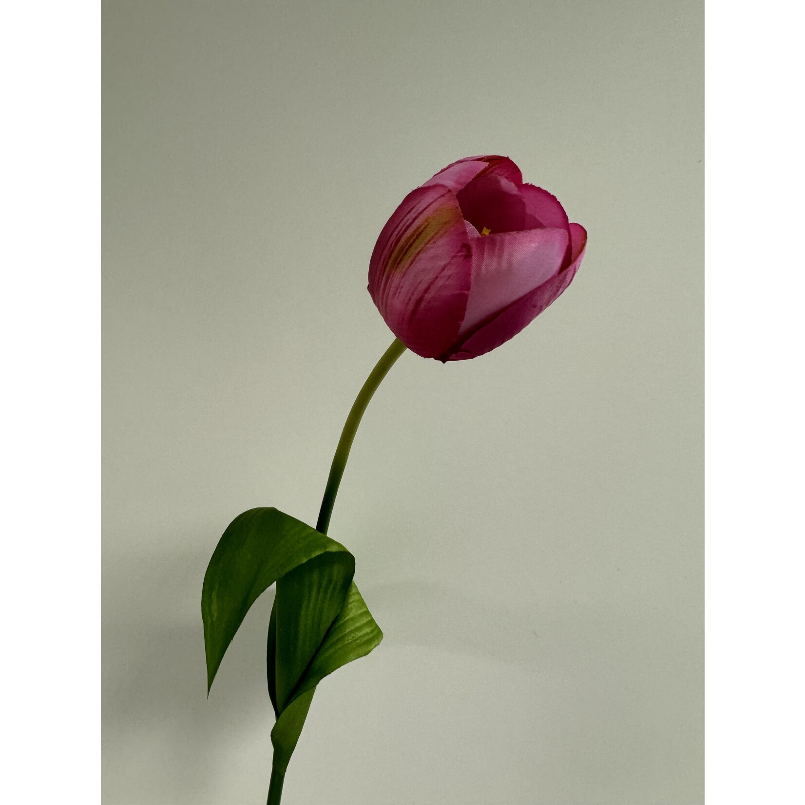 TULIP NEGRITA |  HOT PINK  | 54 CM