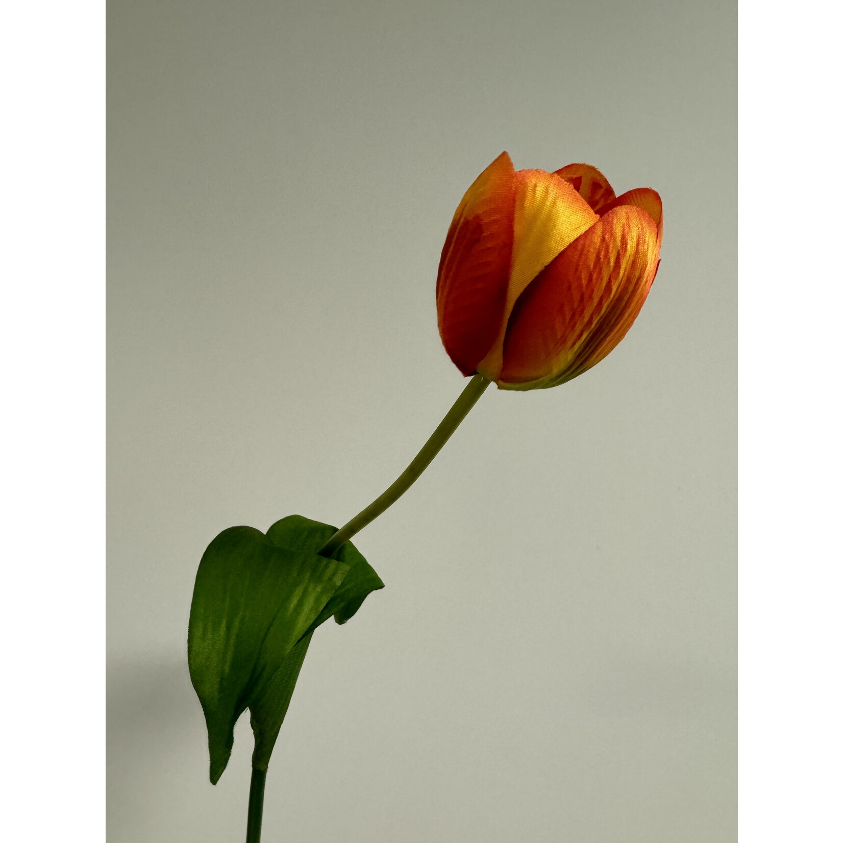 TULIP ORANGE BALLOON| ORANGE | 54 CM