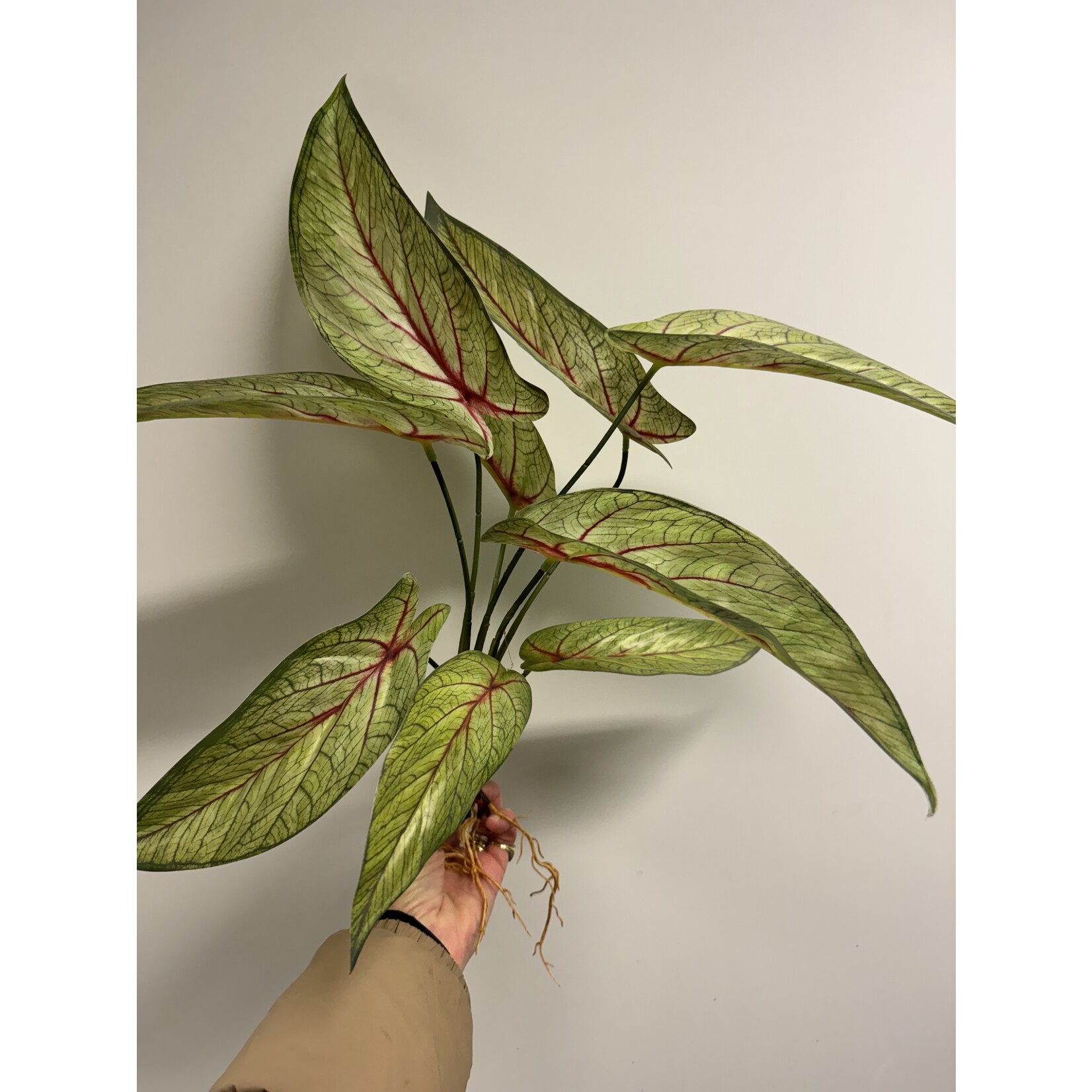CALADIUM SHORT | GREEN RED | 48 CM