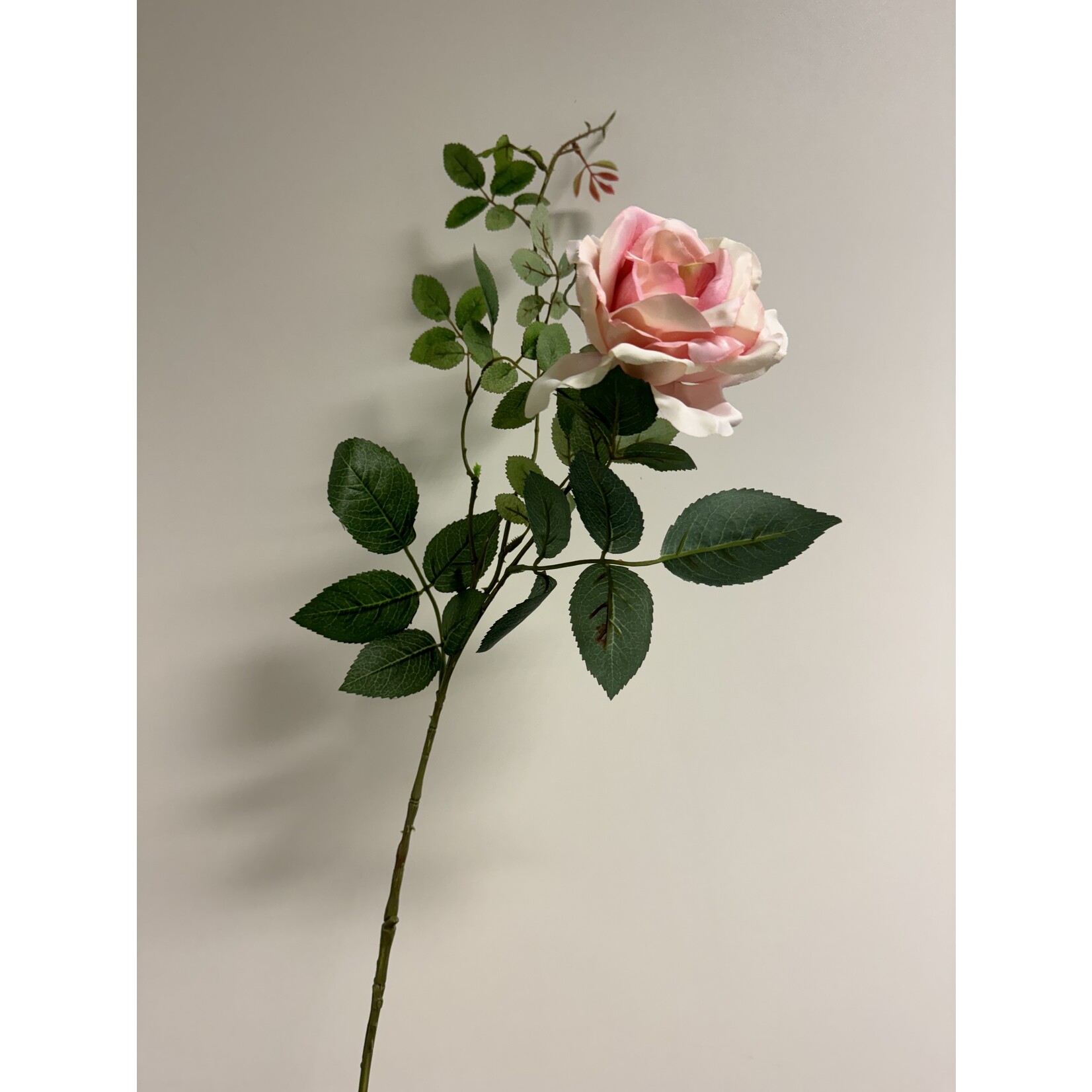 ROSE GRANDIFLORA | SOFT PINK | 75 CM