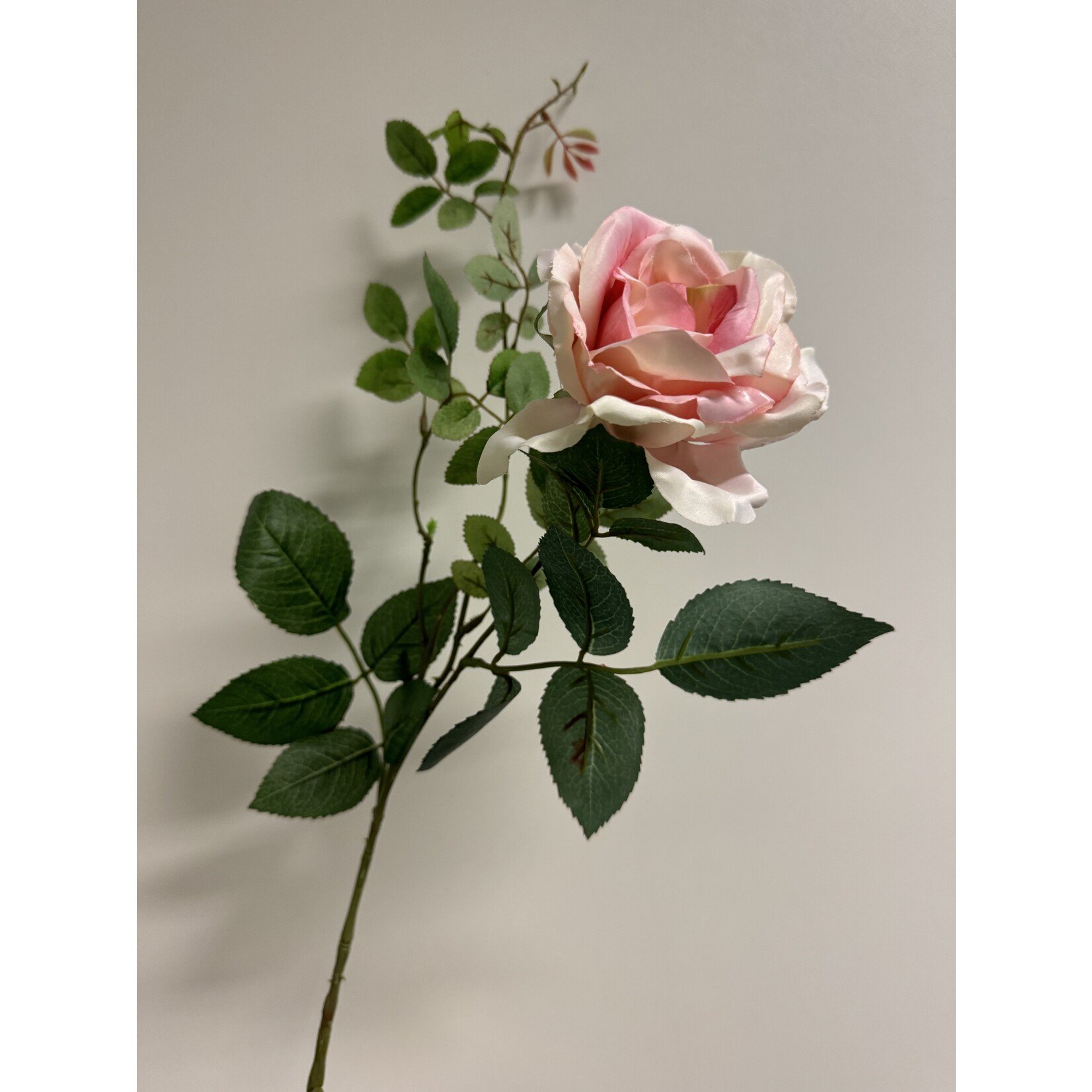 ROOS GRANDIFLORA | ZACHT ROZE | 75 CM