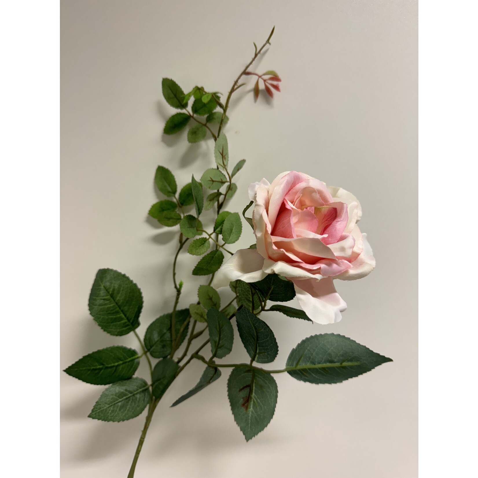 ROSE GRANDIFLORA | SOFT PINK | 75 CM