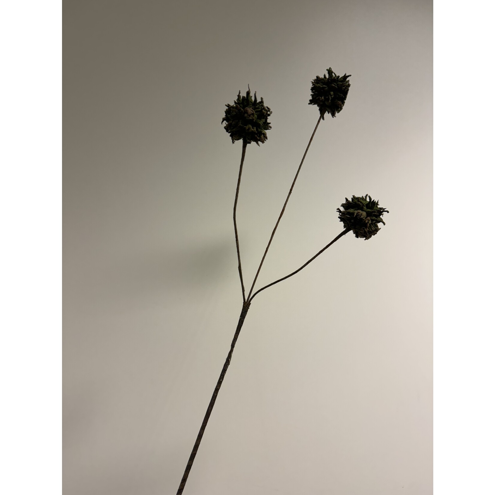 THISTLE X 3 | GREEN | 68 CM