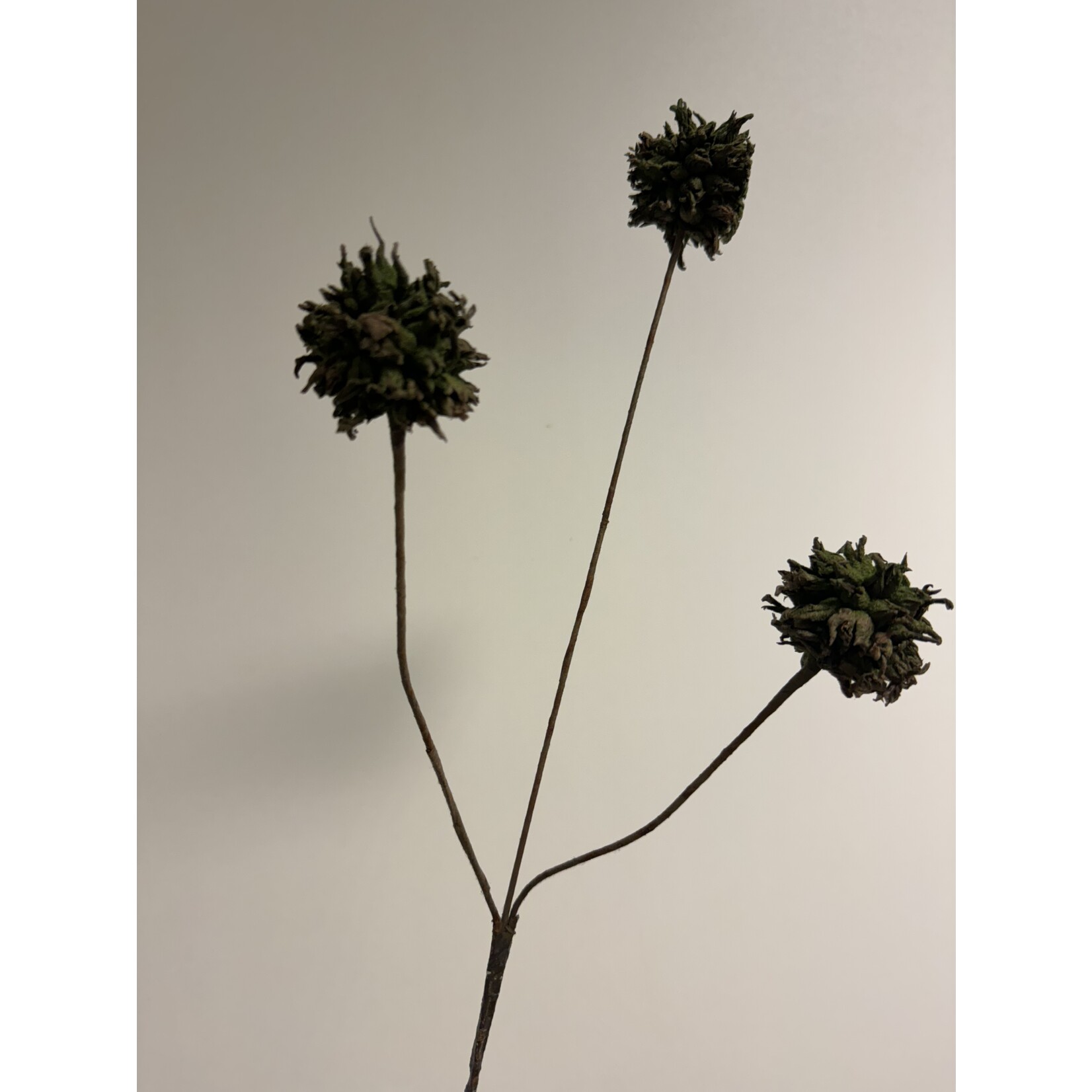 THISTLE X 3 | GREEN | 68 CM