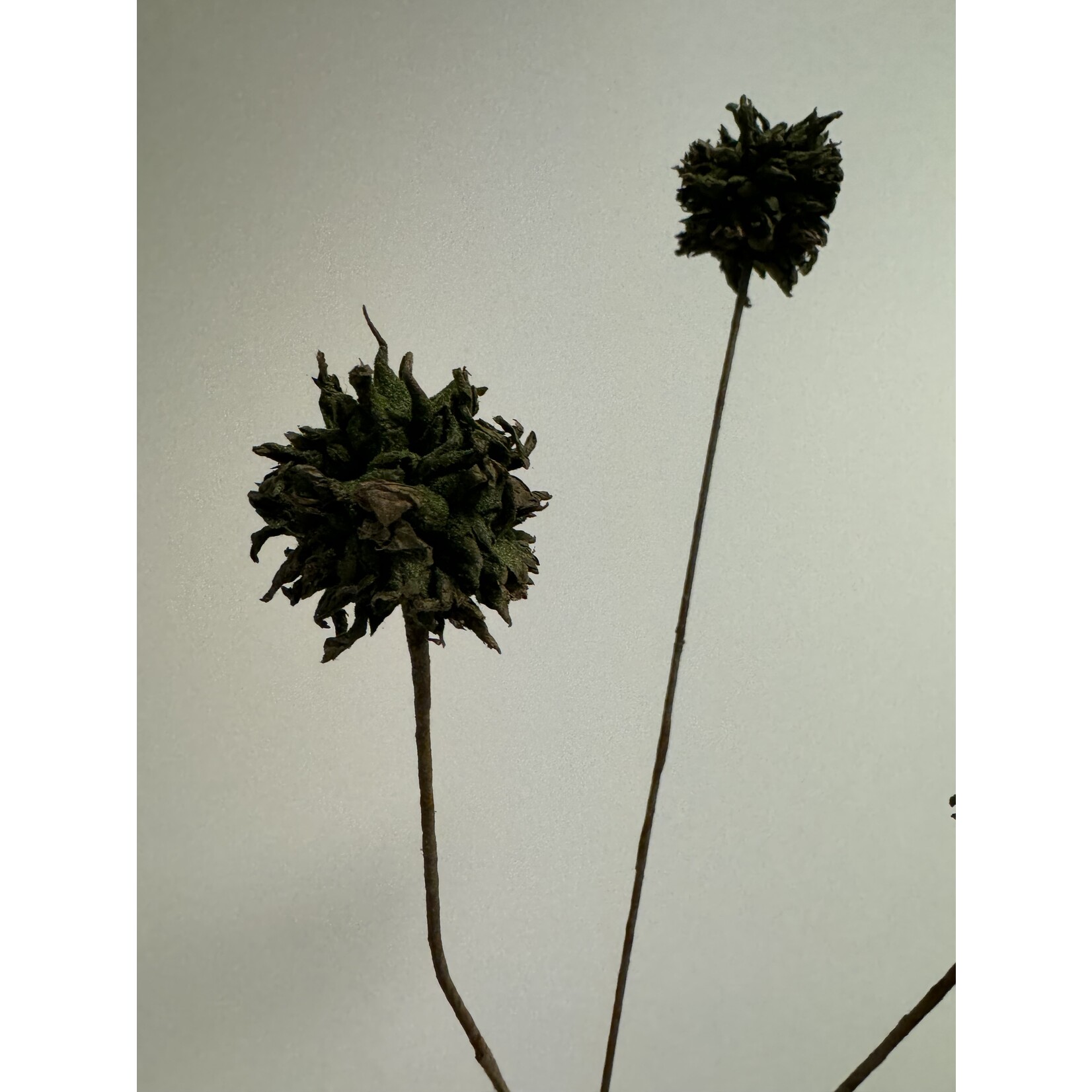 THISTLE X 3 | GREEN | 68 CM