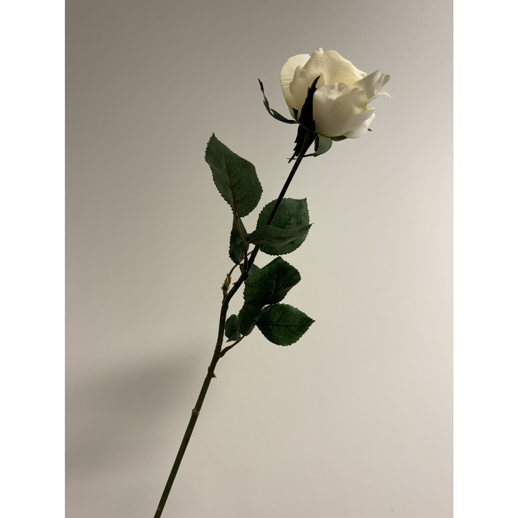 ROOS DIJON | WIT GROEN | 80 CM