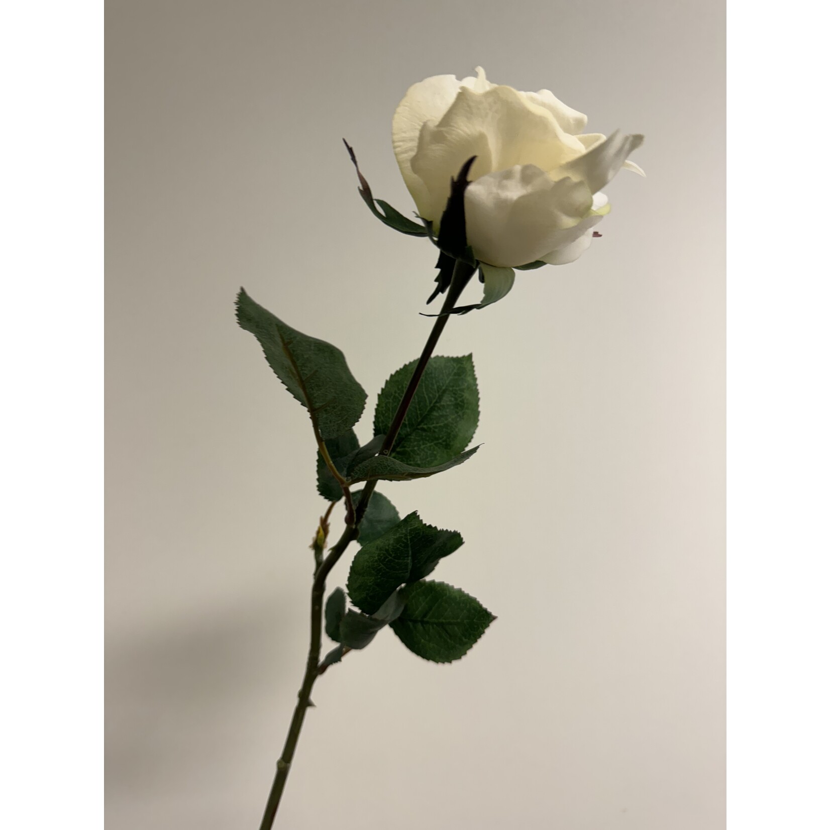 ROOS DIJON | WIT GROEN | 80 CM