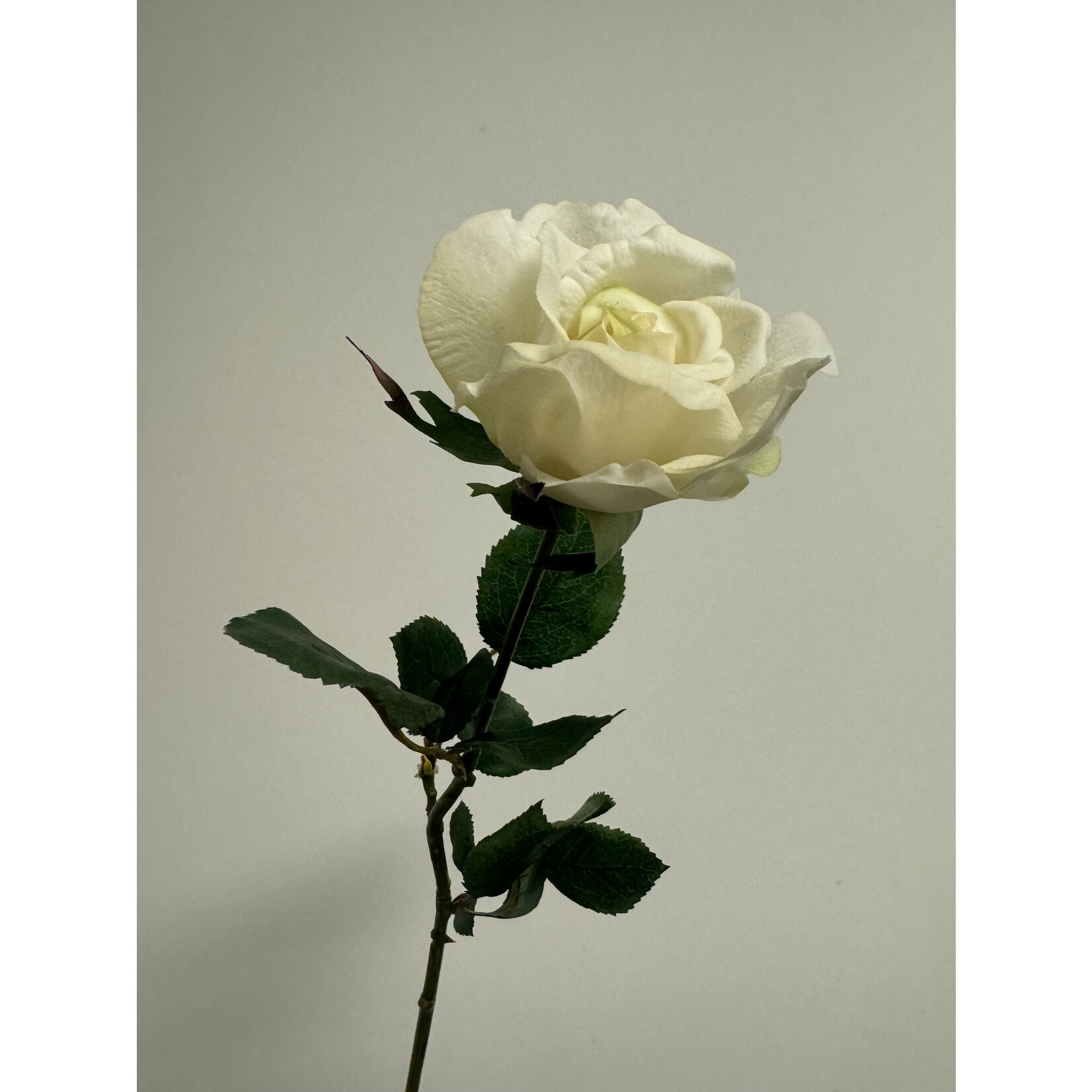 ROOS DIJON | WIT GROEN | 80 CM