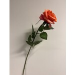 ROSE | CORAL | 66 CM