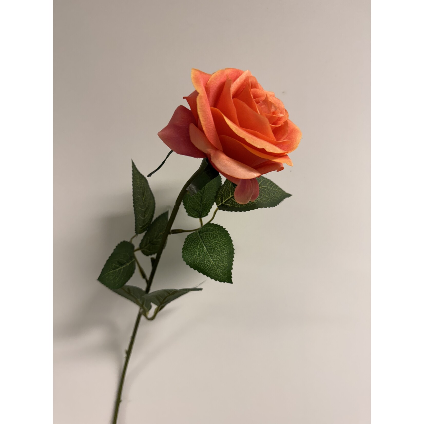 ROSE CORAL LIONS | CORAL | 66 CM