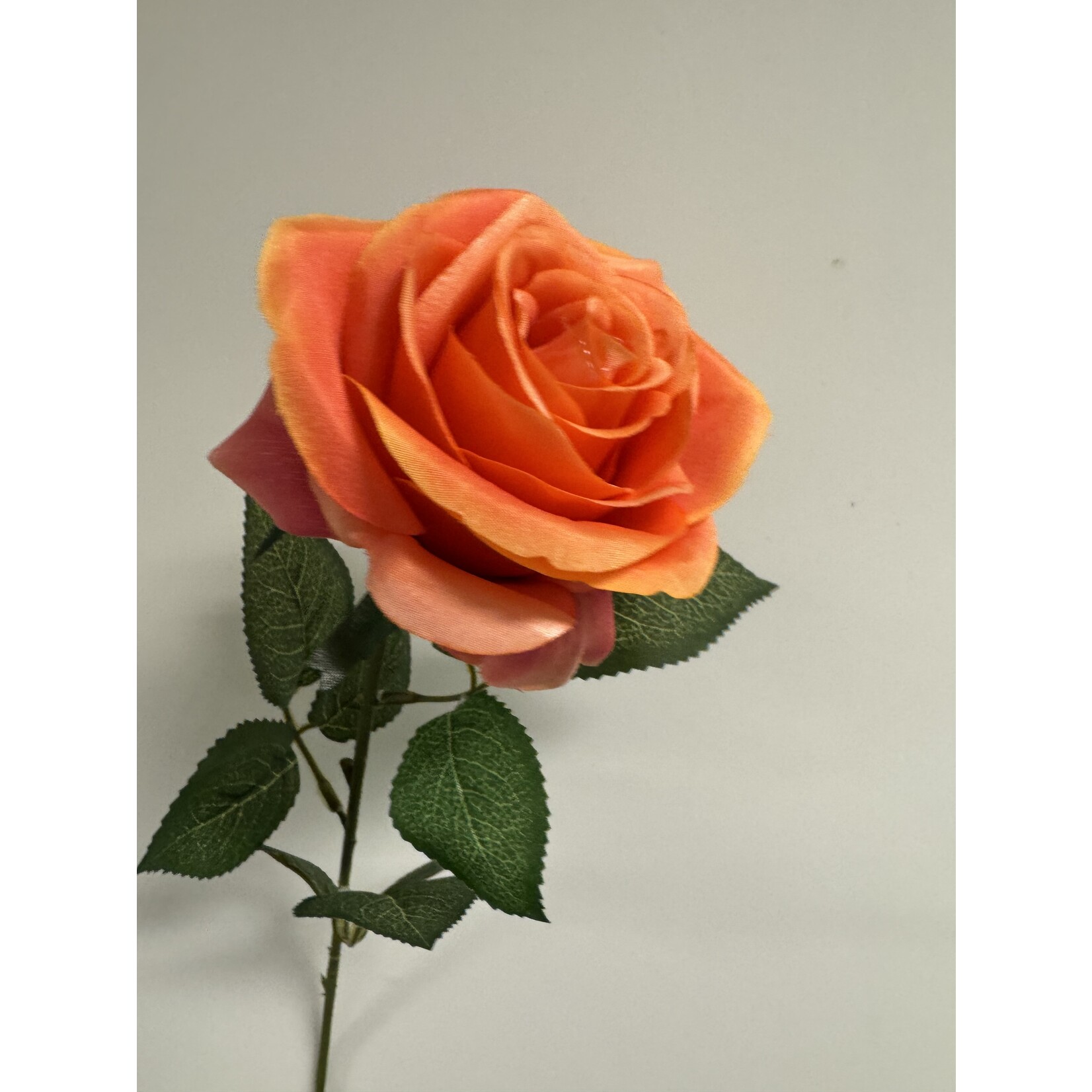 ROSE CORAL LIONS | CORAL | 66 CM