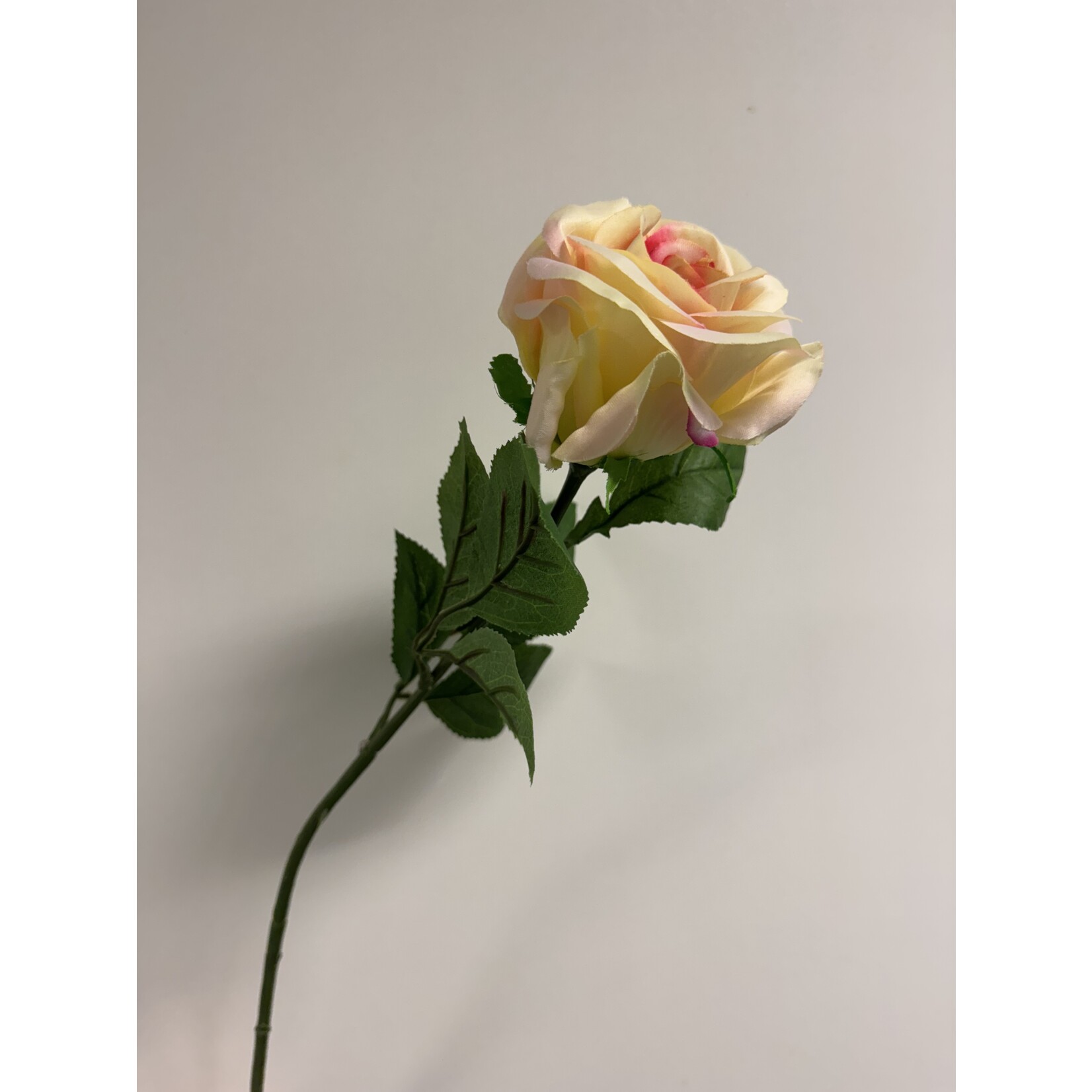 ROOS HARMONY | ZALM GROEN | 60 CM
