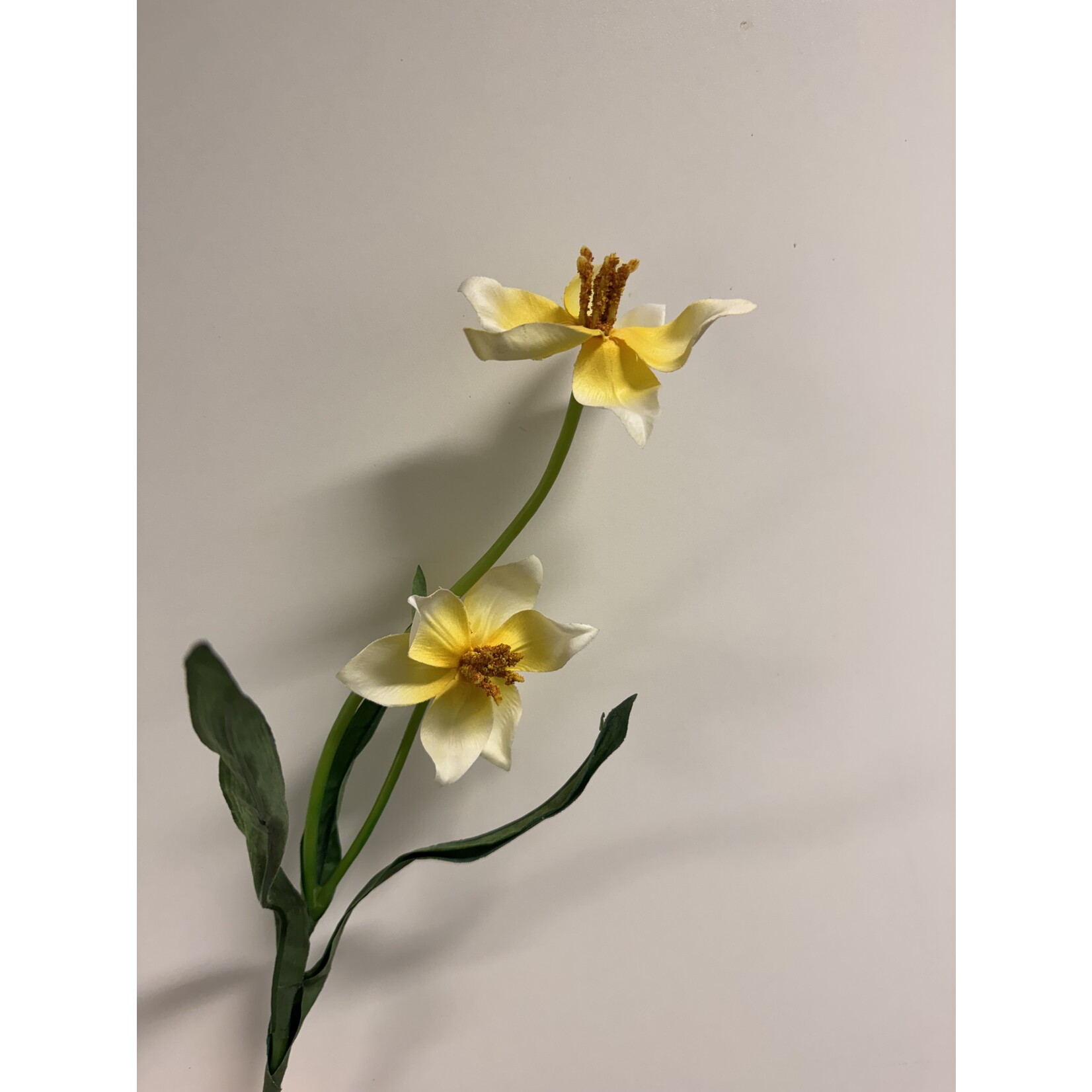 TULP LIME FLARE | WIT GROEN | 41 CM