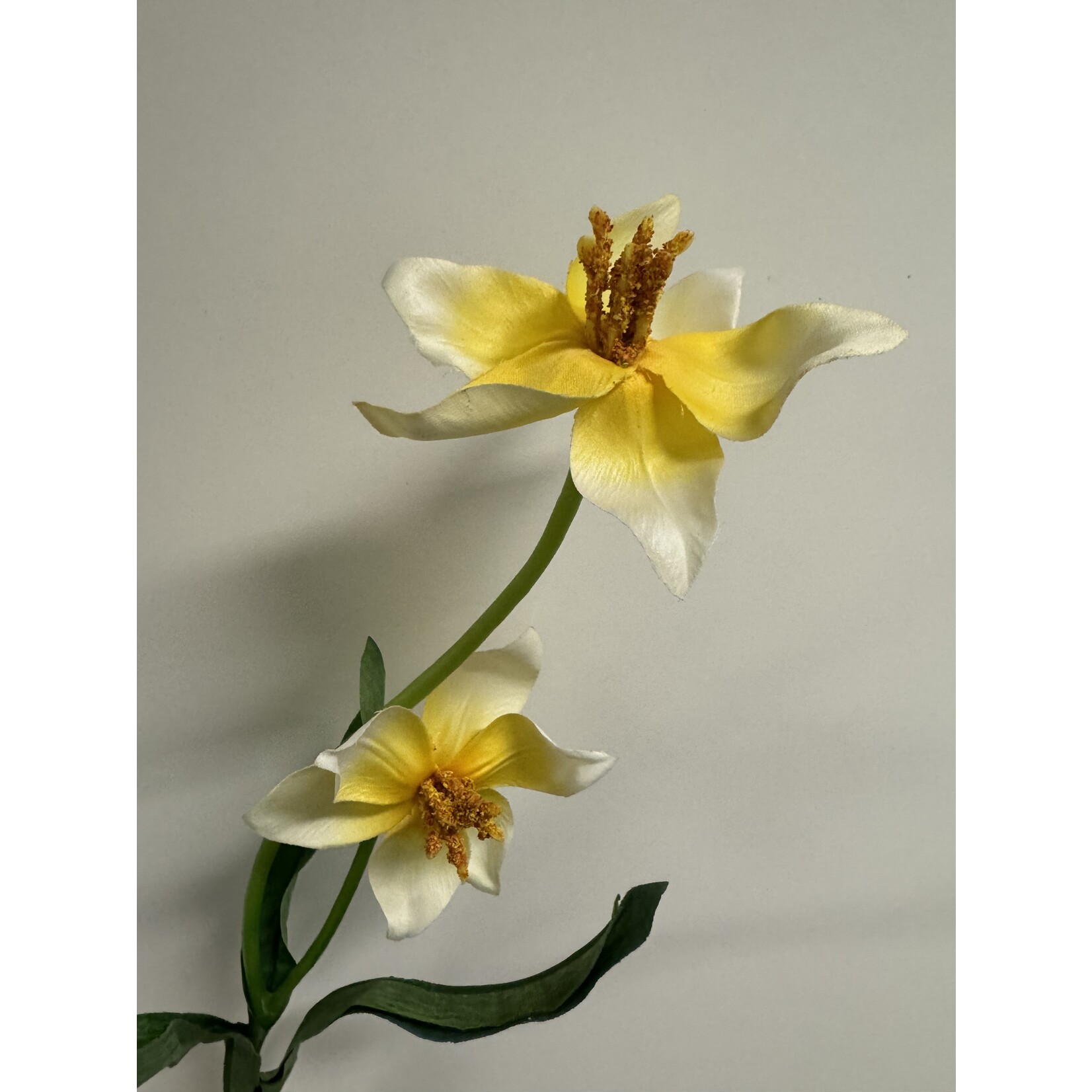 TULP LIME FLARE | WIT GROEN | 41 CM