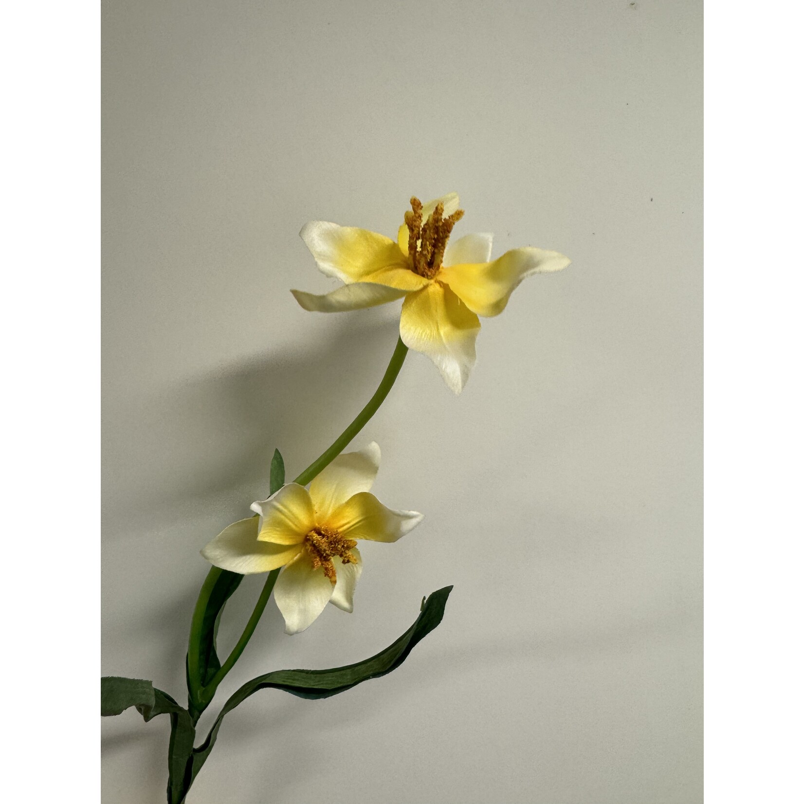 TULP LIME FLARE | WIT GROEN | 41 CM