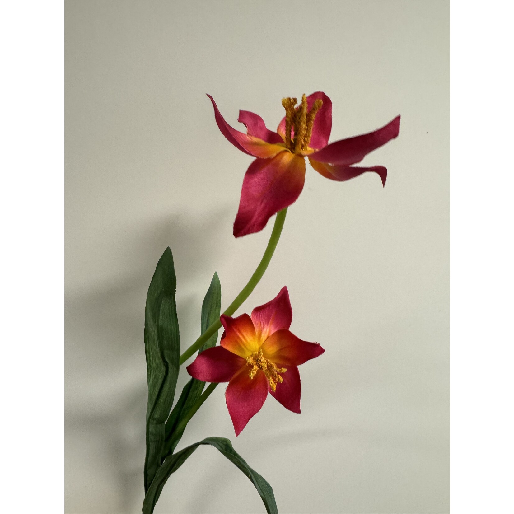 TULP | FUCHSIA | 41 CM