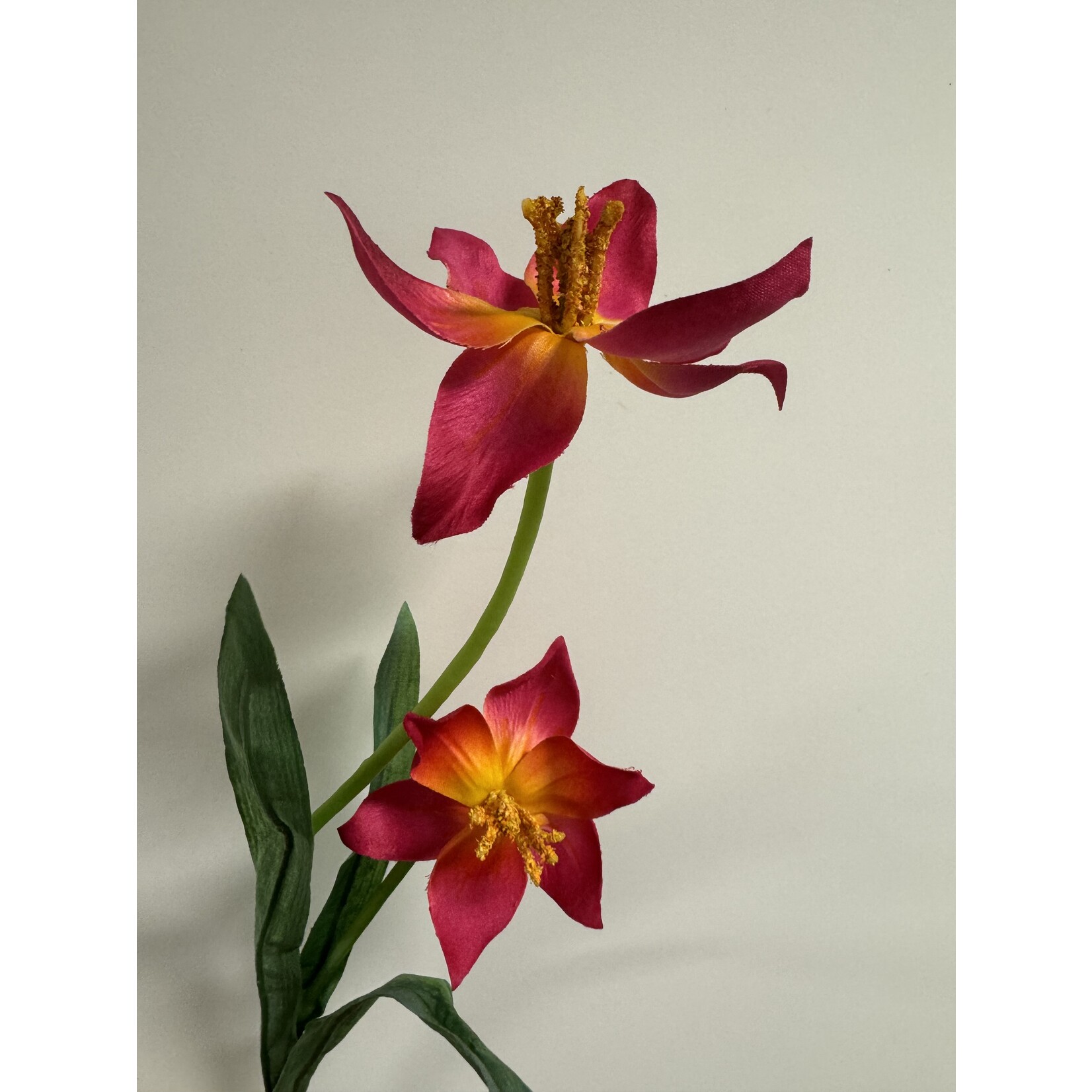 TULP | FUCHSIA | 41 CM