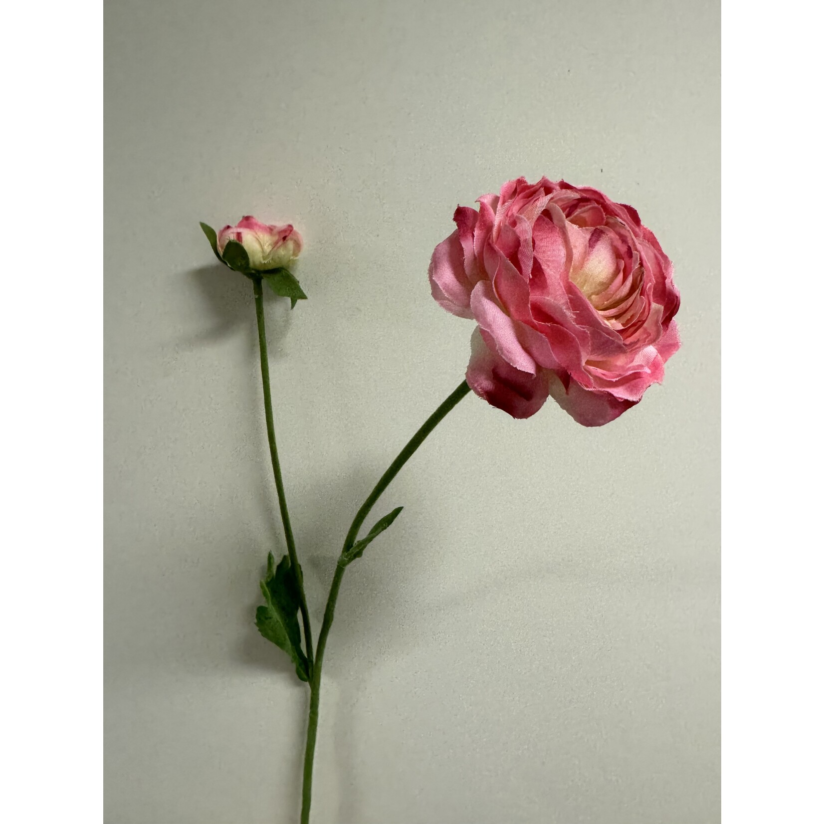 RANUNCULUS AVIV PICOTEE | PINK | 55 CM