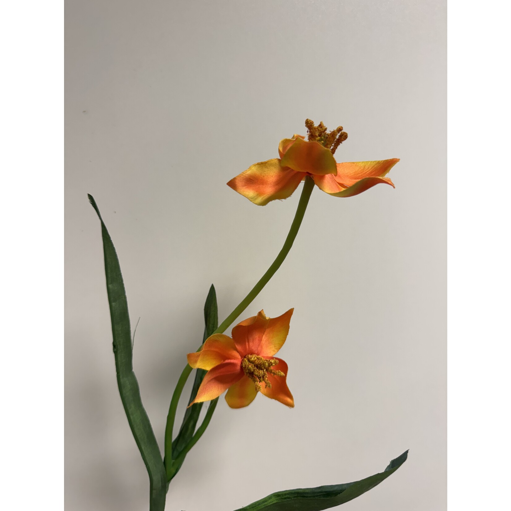 TULP | ORANJE| 41 CM
