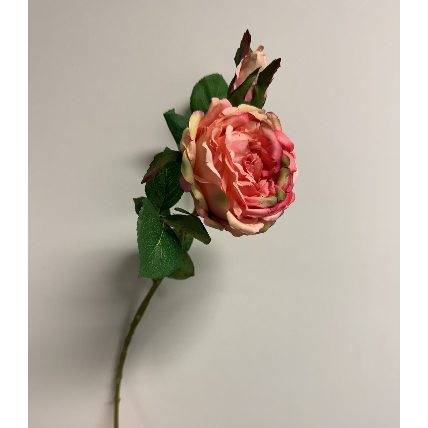 ROSE GREAT WESTERN | PINK | 45 CM