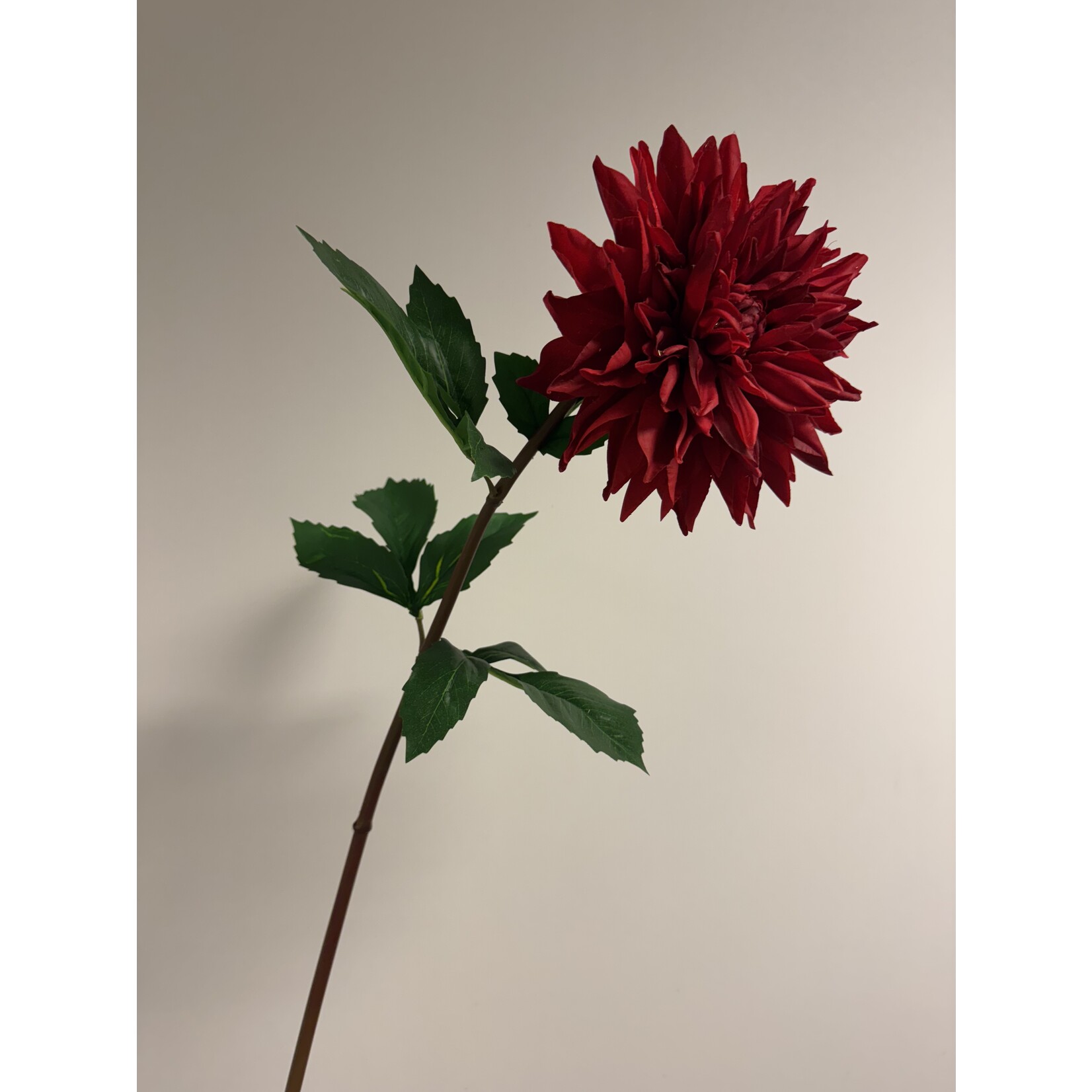 DAHLIA ZORRO  | RED |  74 CM