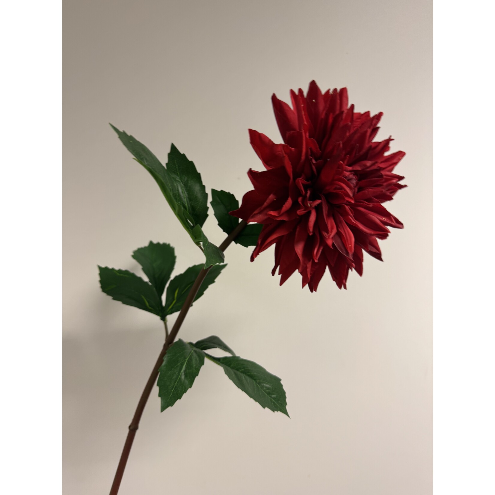 DAHLIA ZORRO  | RED |  74 CM
