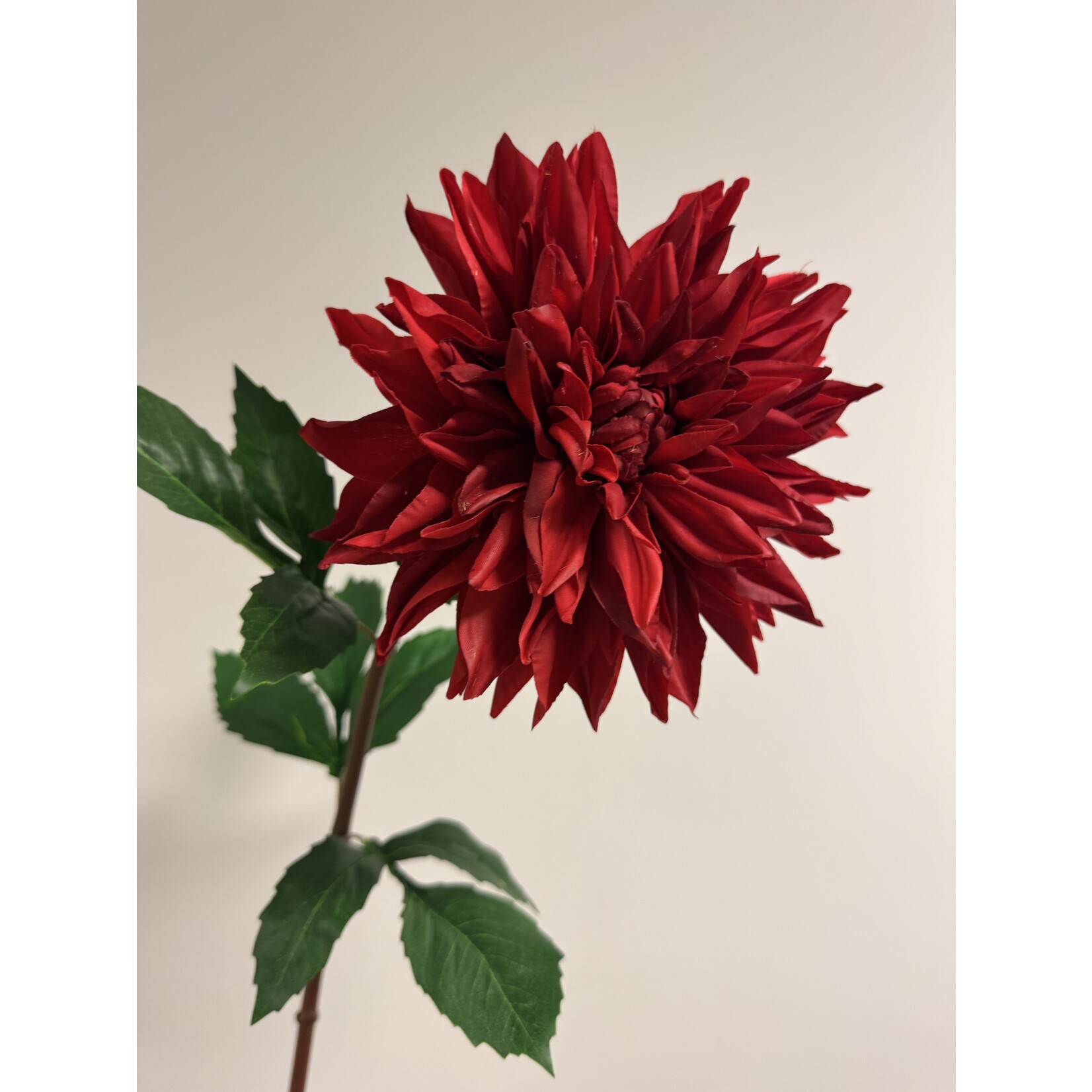 DAHLIA ZORRO  | RED |  74 CM