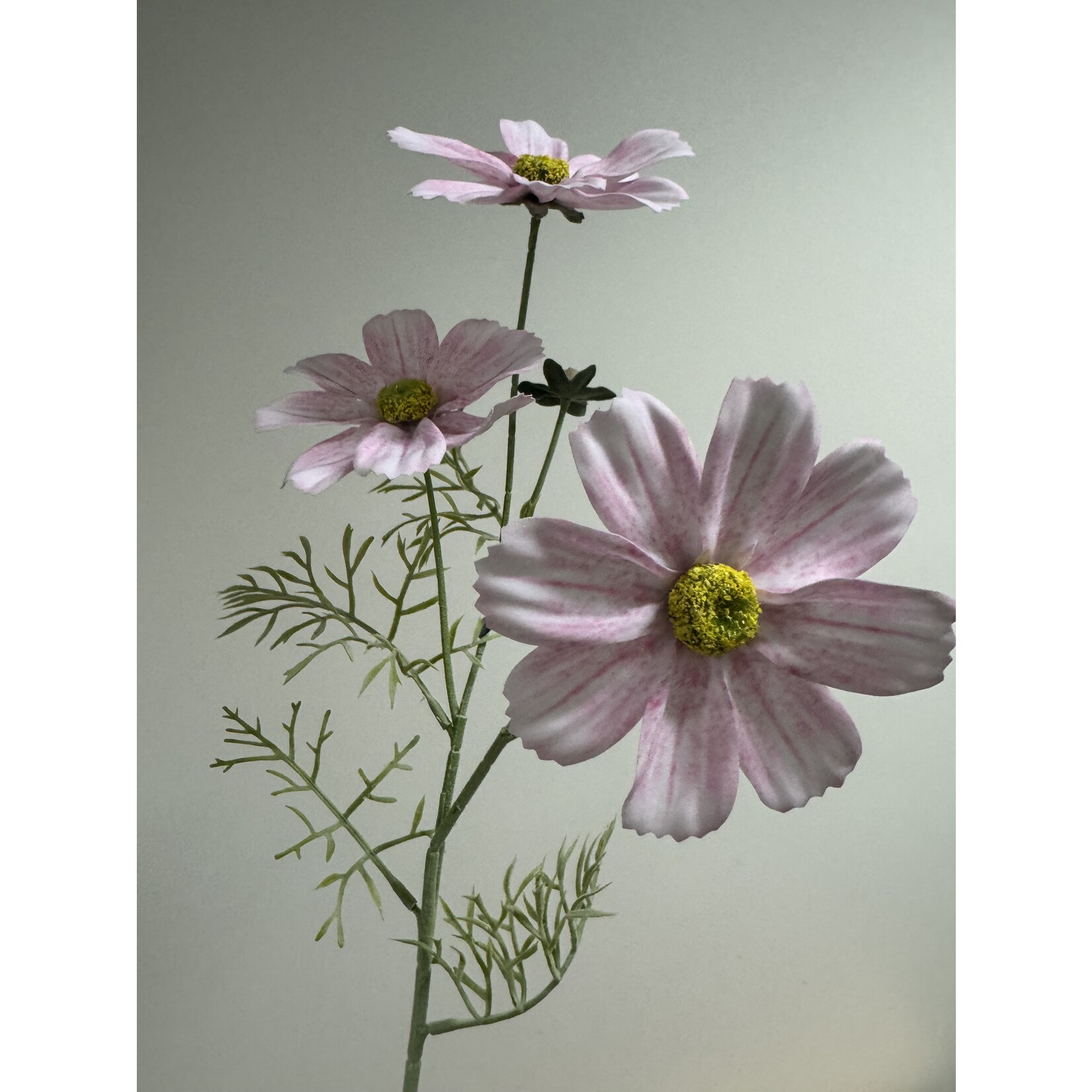 COSMOS COLARETTE | LIGHT PINK | 65 CM